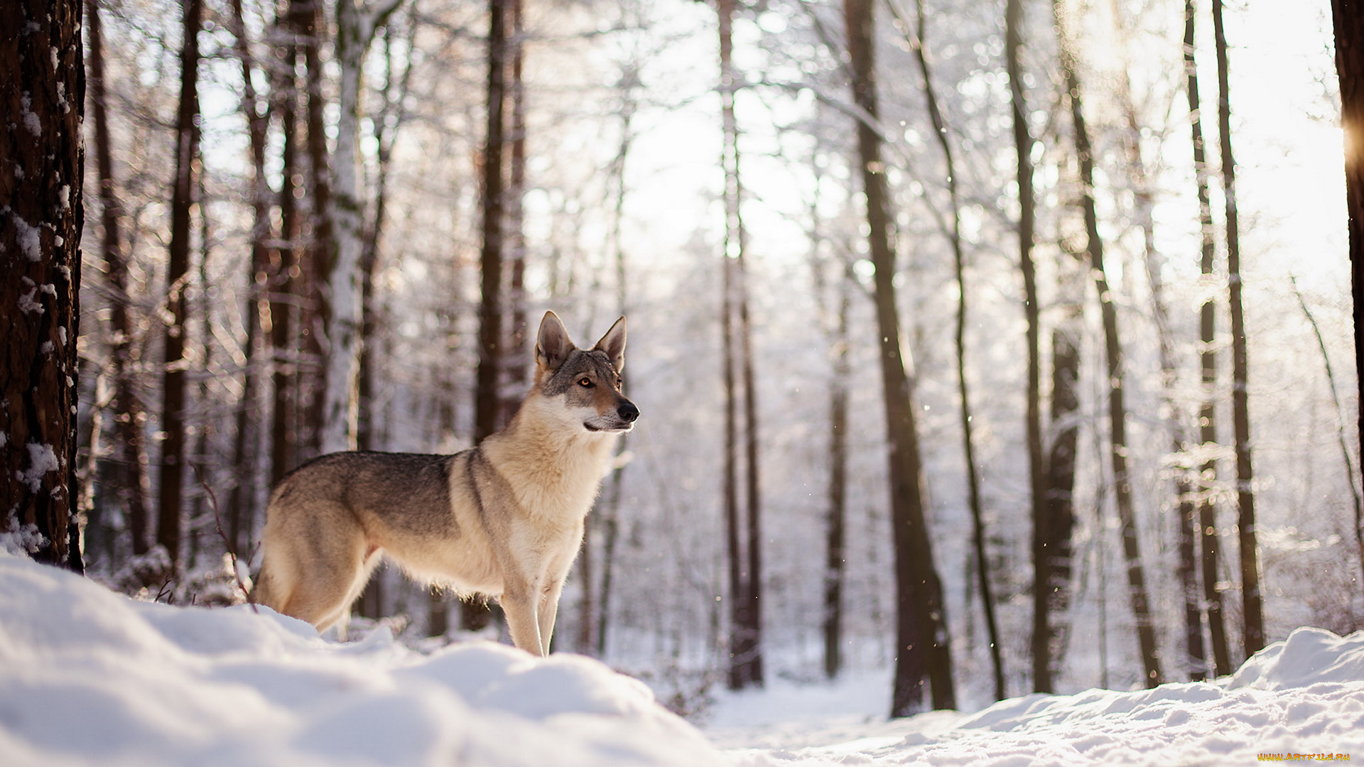 животные, собаки, собака, лес, снег, друг, зима, взгляд