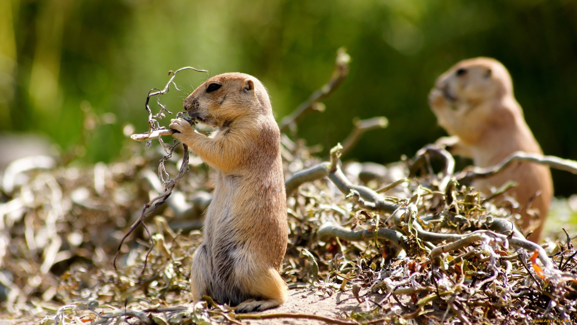 животные, суслики, , сурки