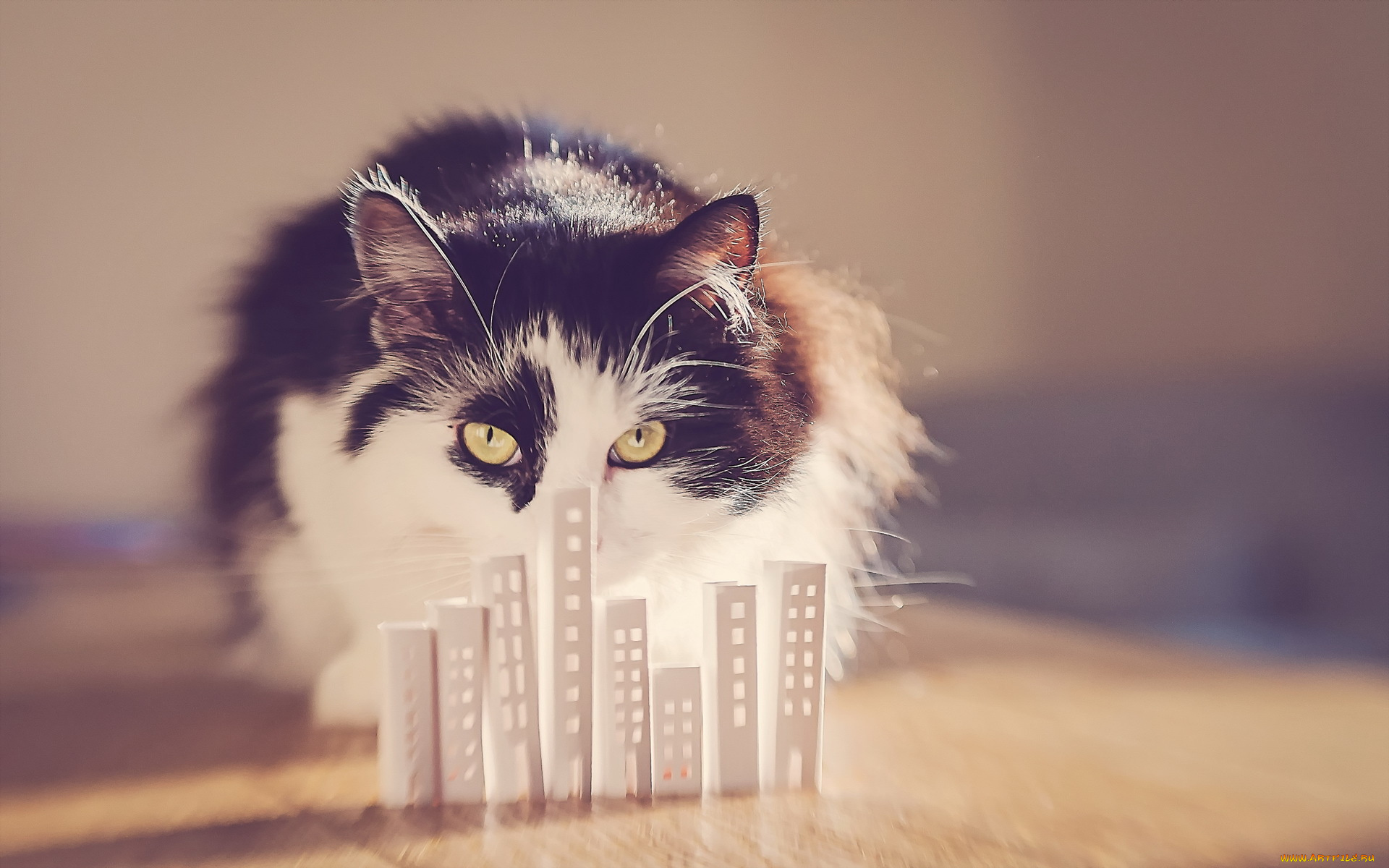 животные, коты, фон, взгляд, кошка