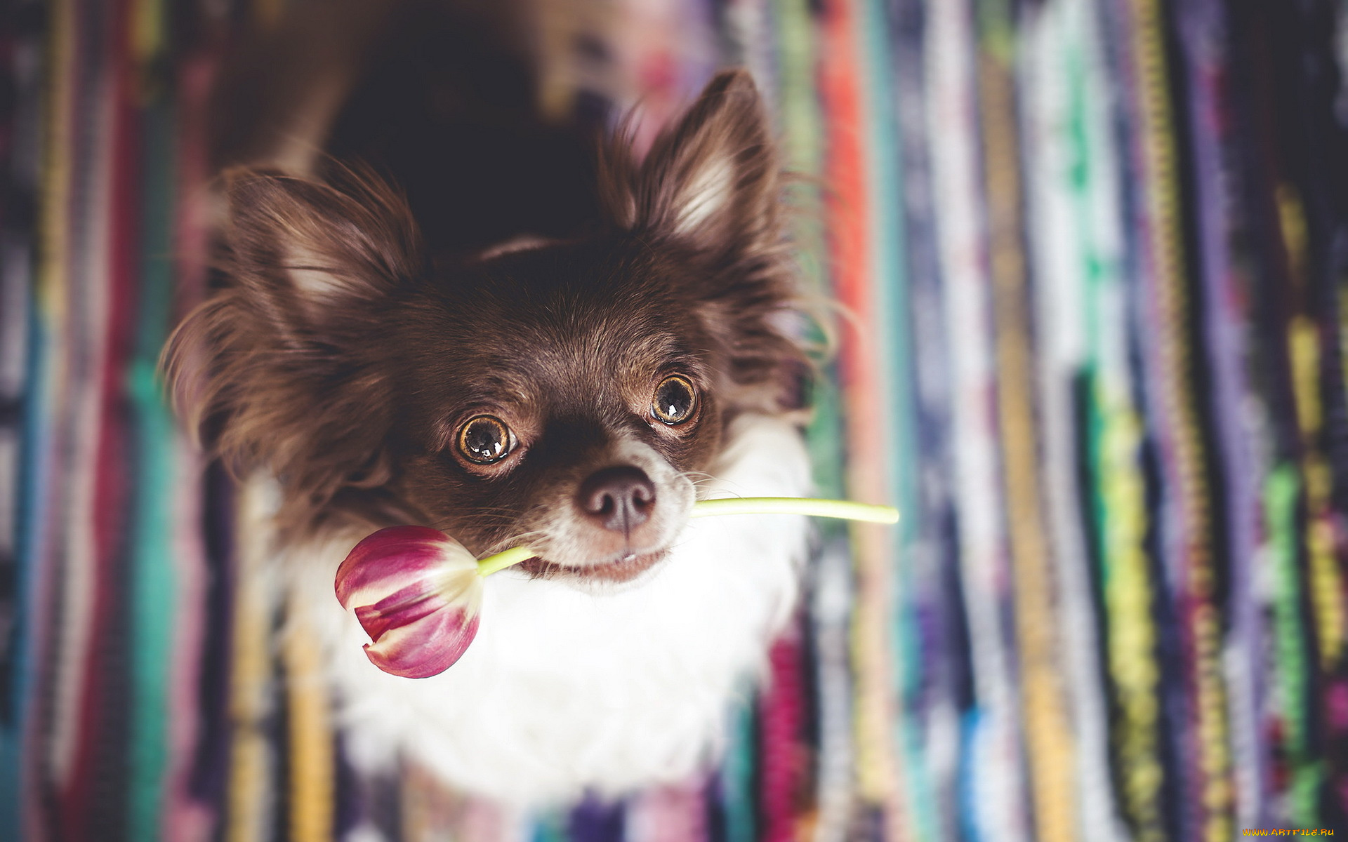 животные, собаки, друг, тюльпан, собака