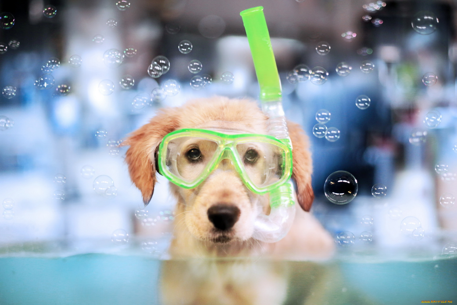 животные, собаки, мыльные, пузыри, маска, взгляд, собака