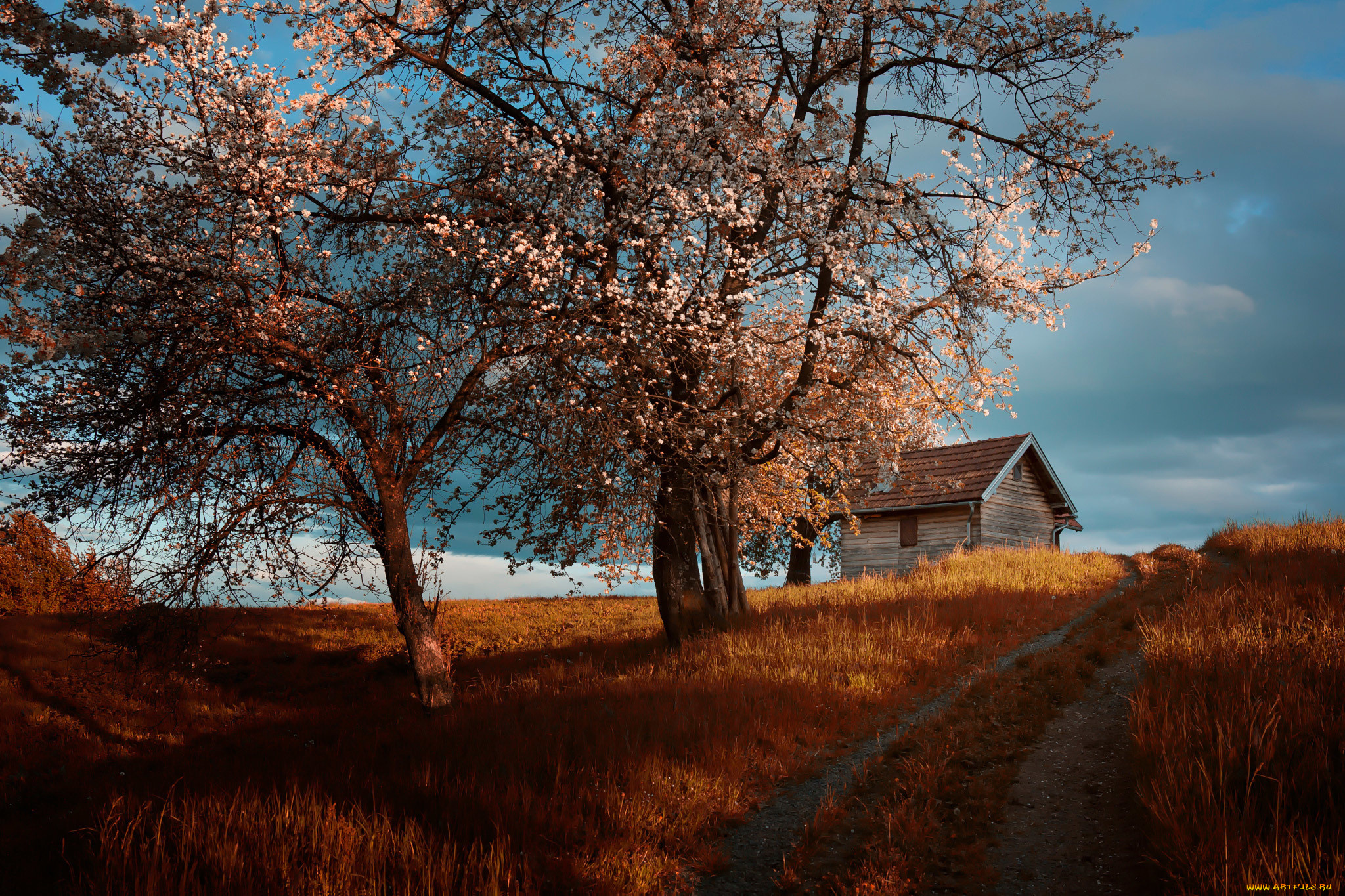 города, -, здания, , дома, amir, bajrich, дорога, дом, cottage, цветение, весна, деревья