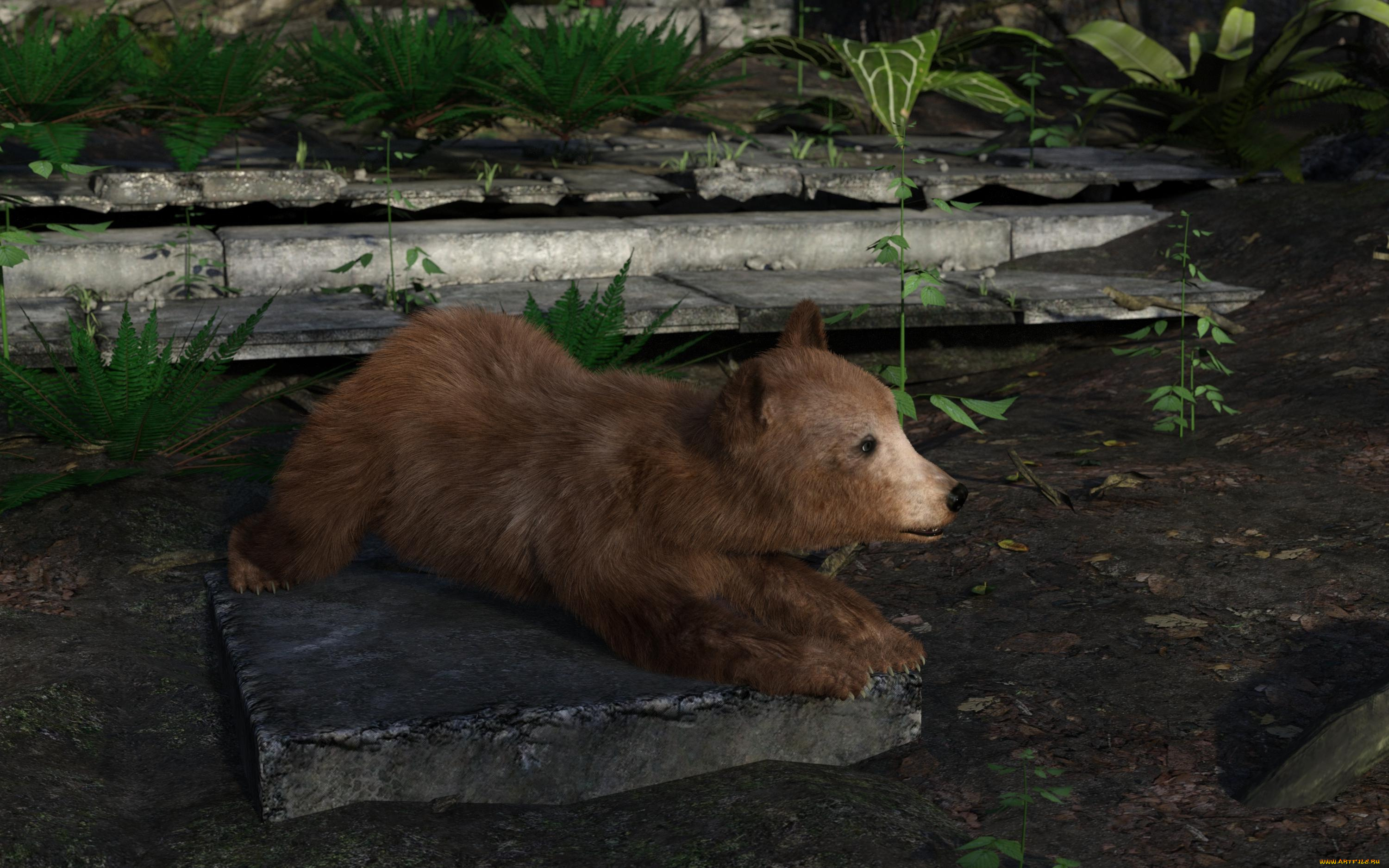 3д, графика, животные, , animals, медвежонок, фон