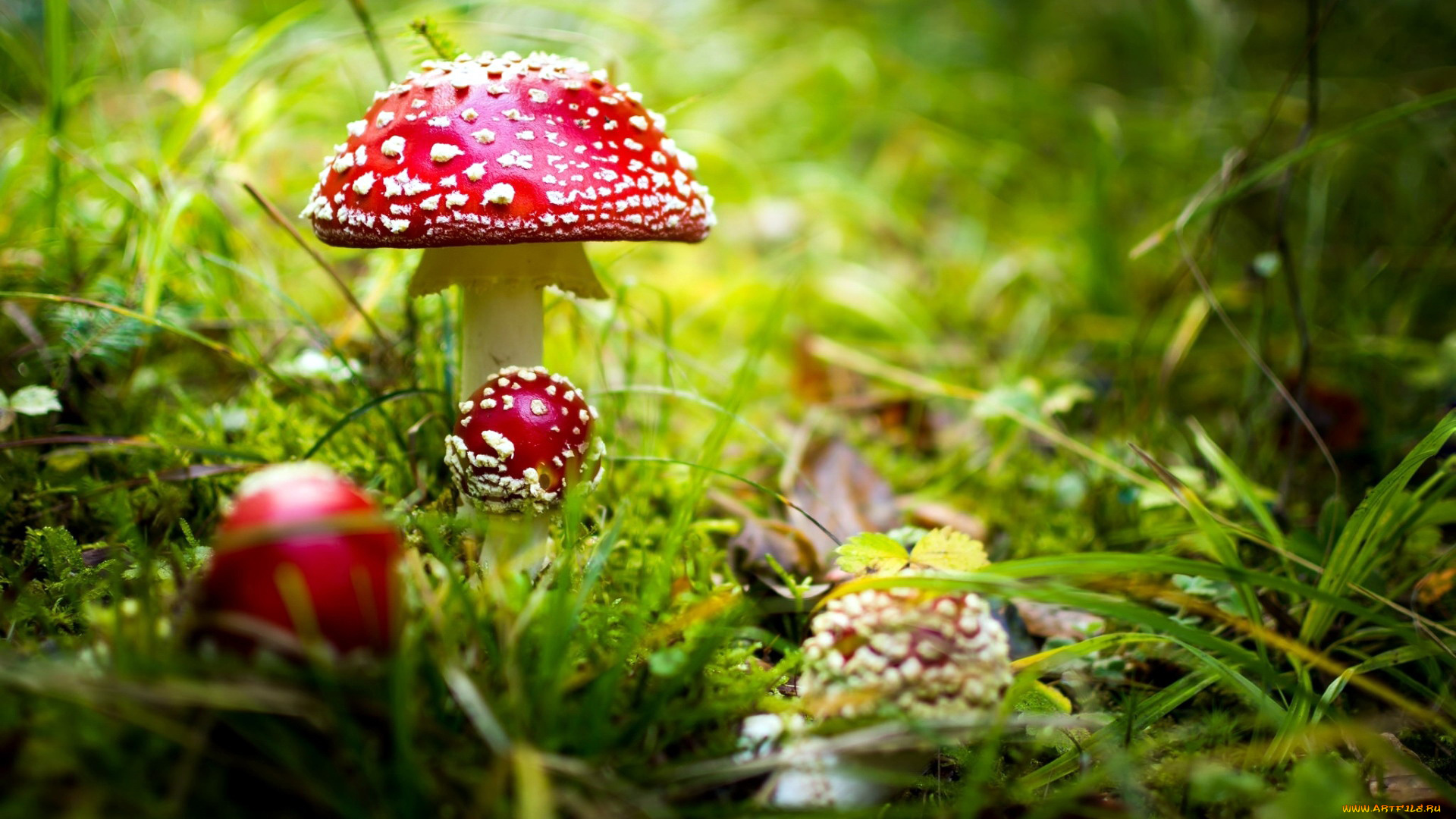 природа, грибы, , мухомор, семейка