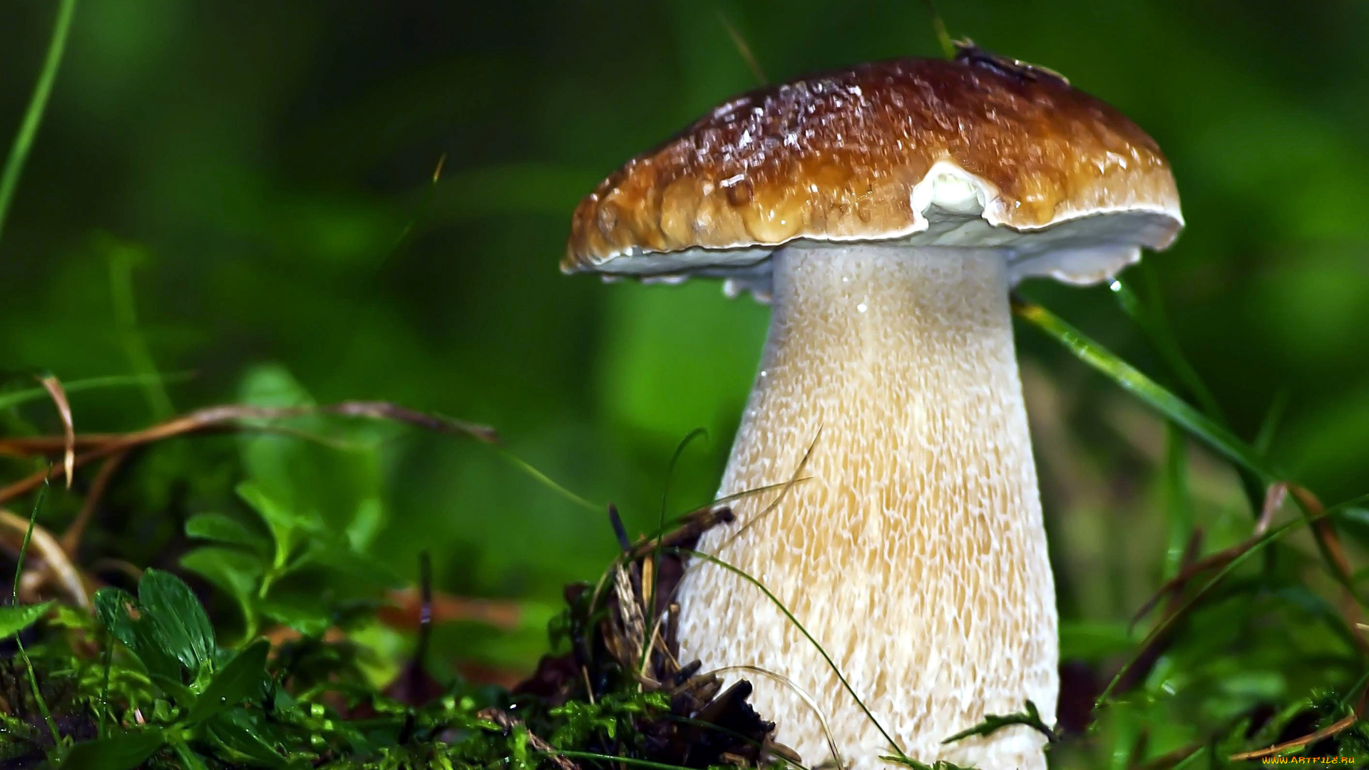 природа, грибы, боровик