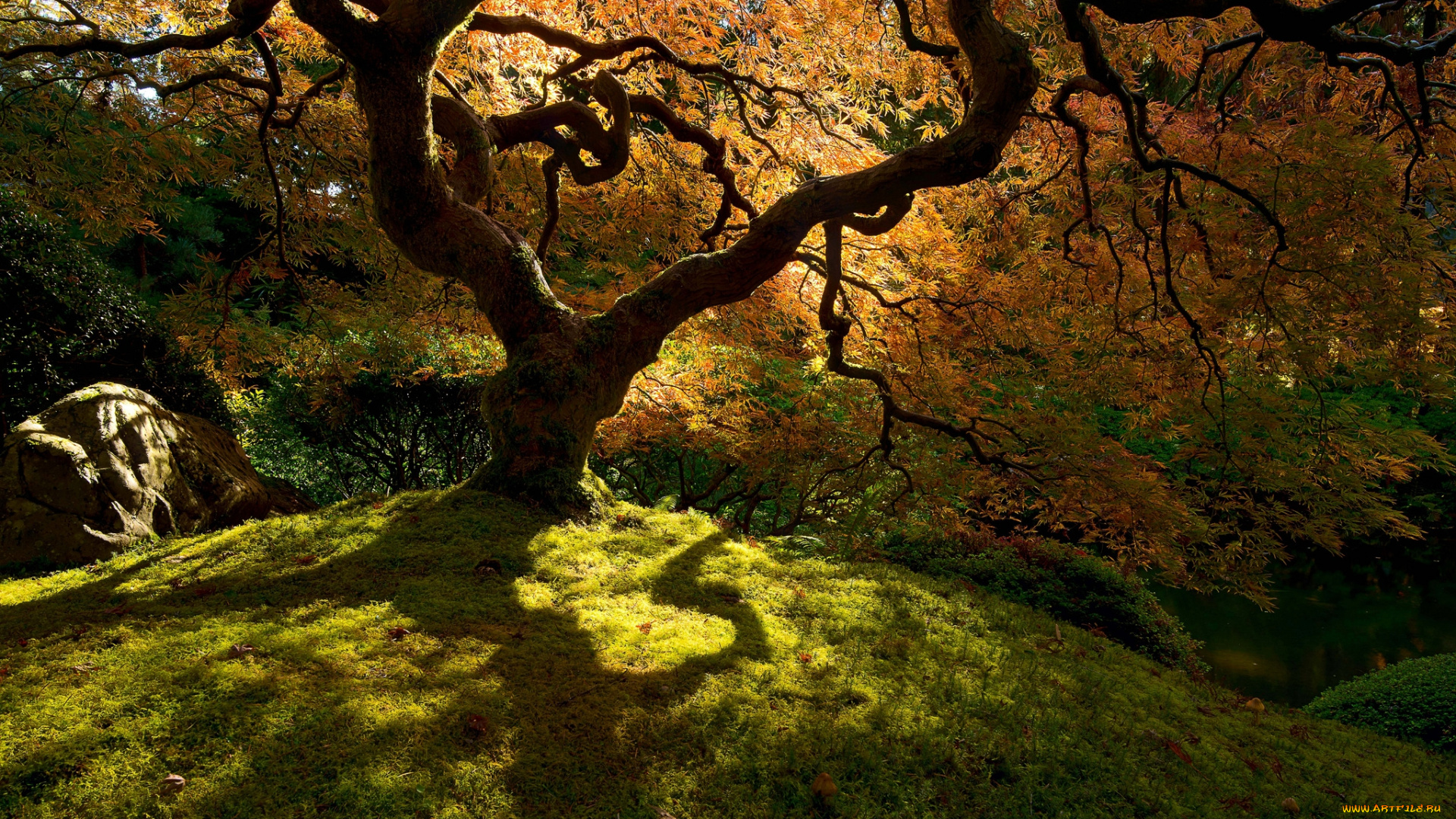 природа, лес, деревья