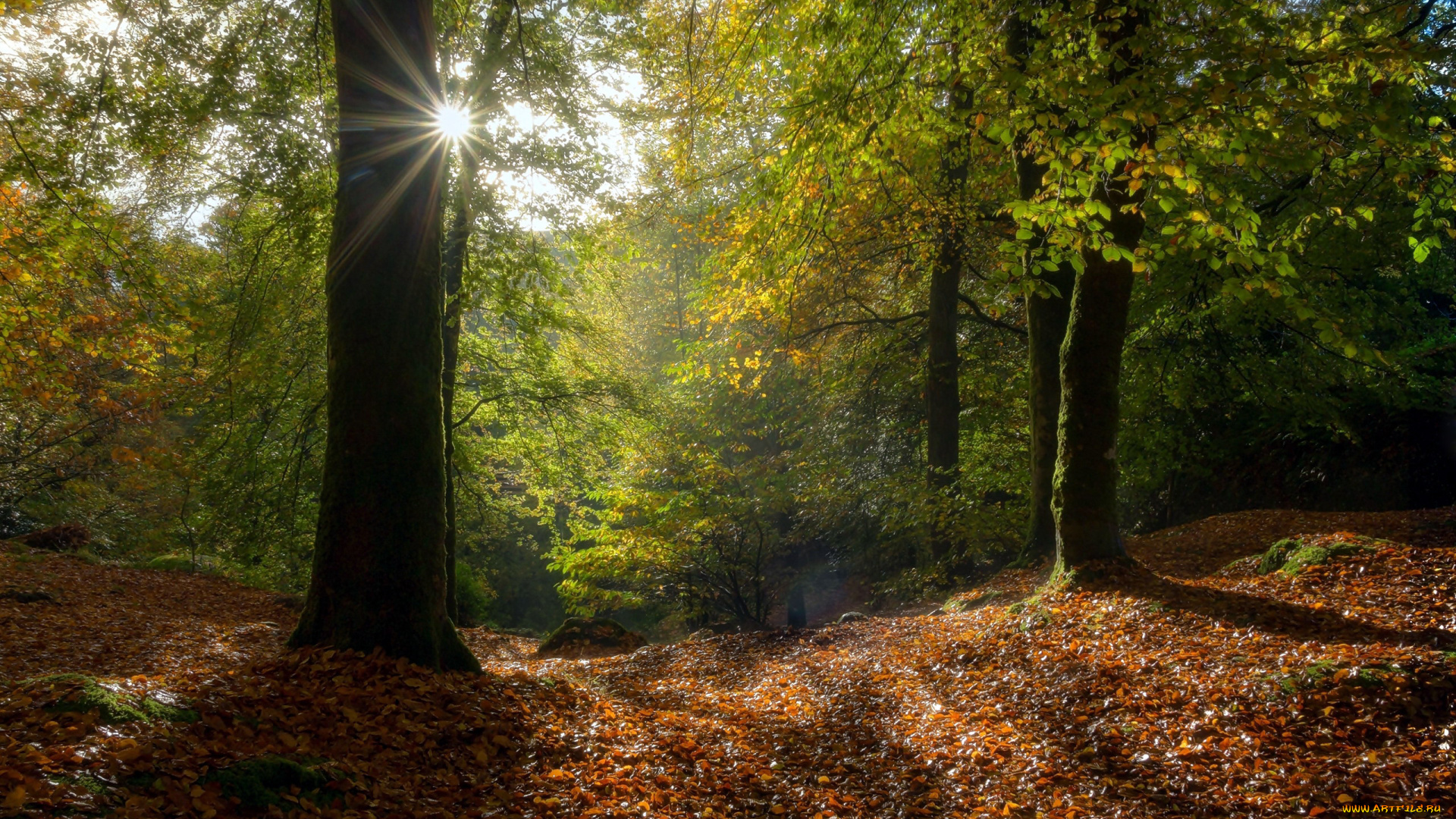 природа, лес, осень, листья, листопад