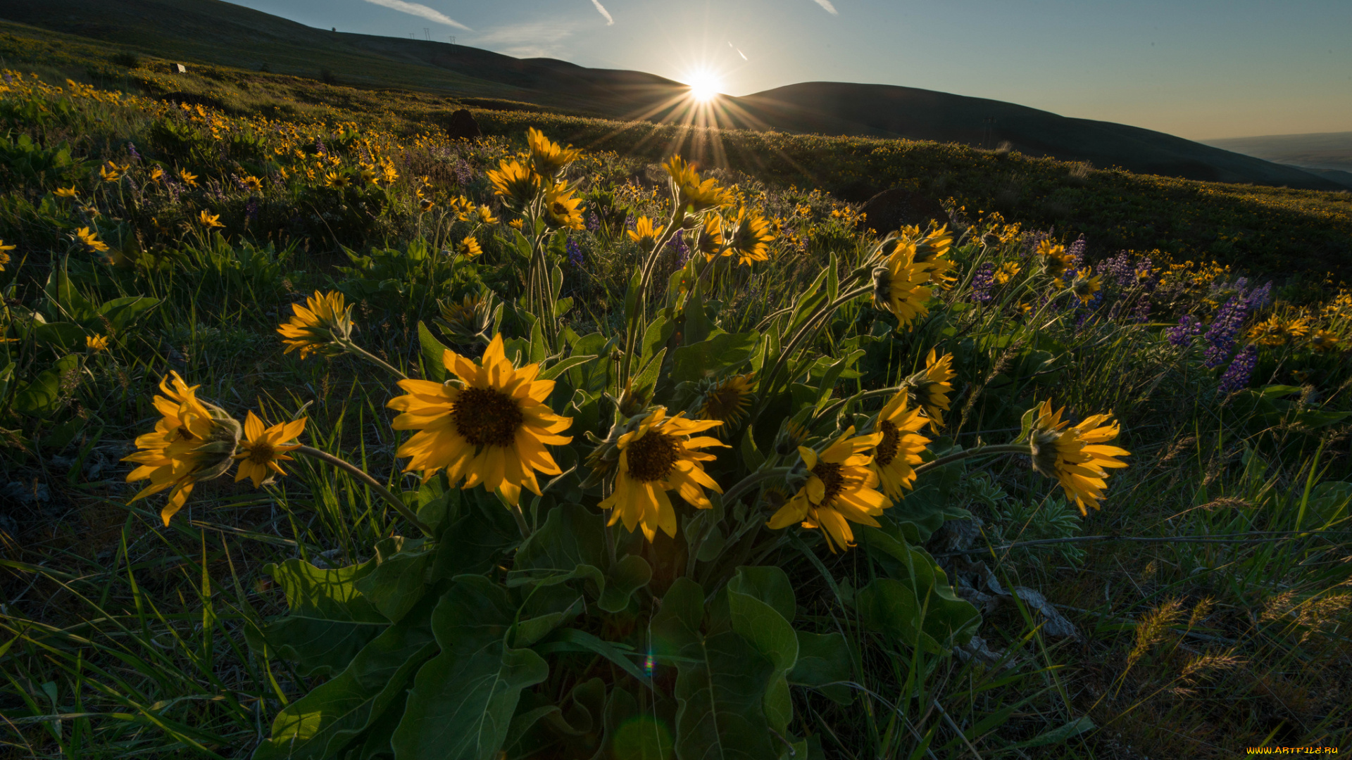 природа, луга, рассвет