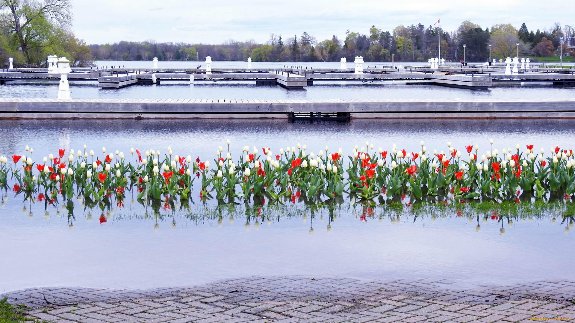 природа, парк, фонтаны, вода, тюльпаны, бутоны