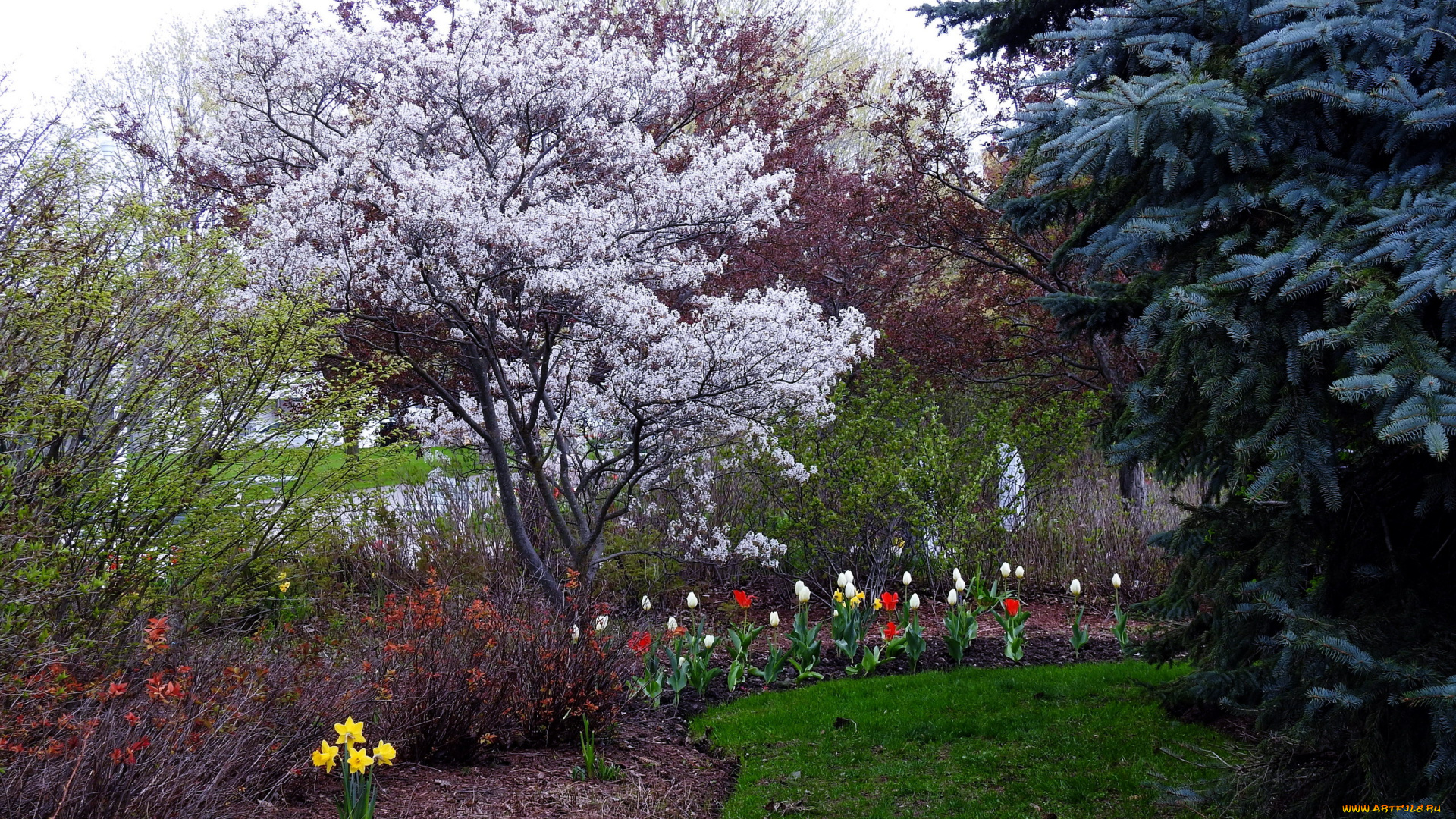 природа, парк, тюльпаны, нарциссы, деревья