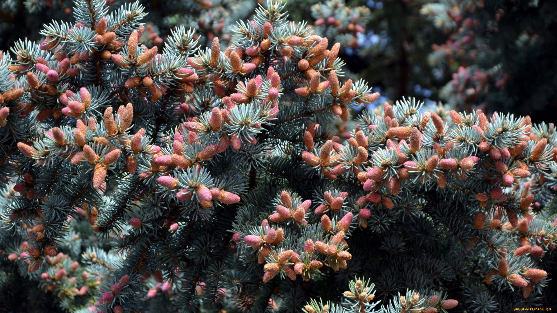 природа, шишки, , жёлуди, , каштаны, весна