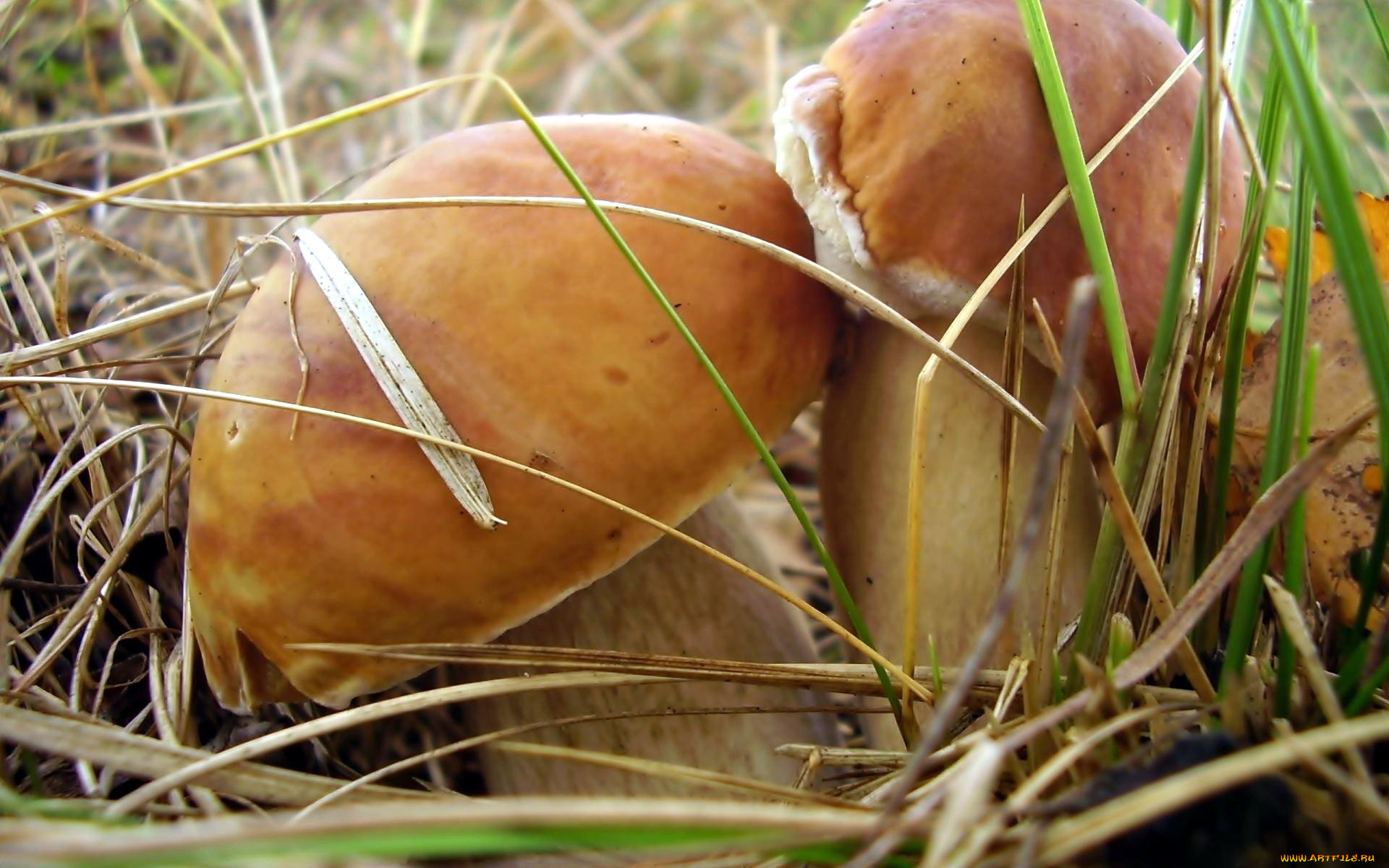 природа, грибы, боровик