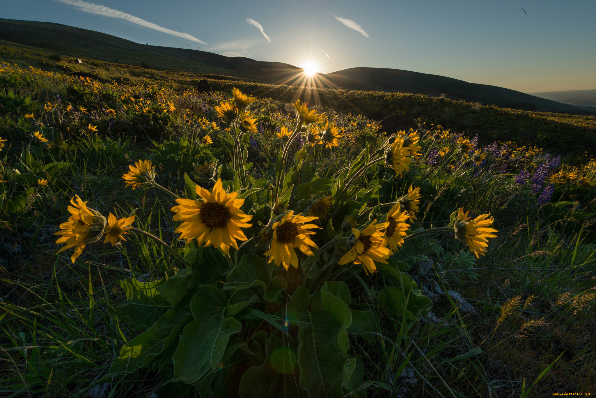 природа, луга, рассвет