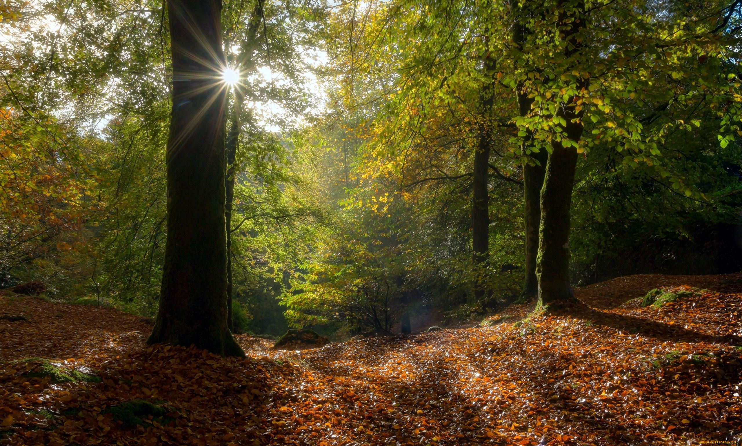 природа, лес, осень, листья, листопад
