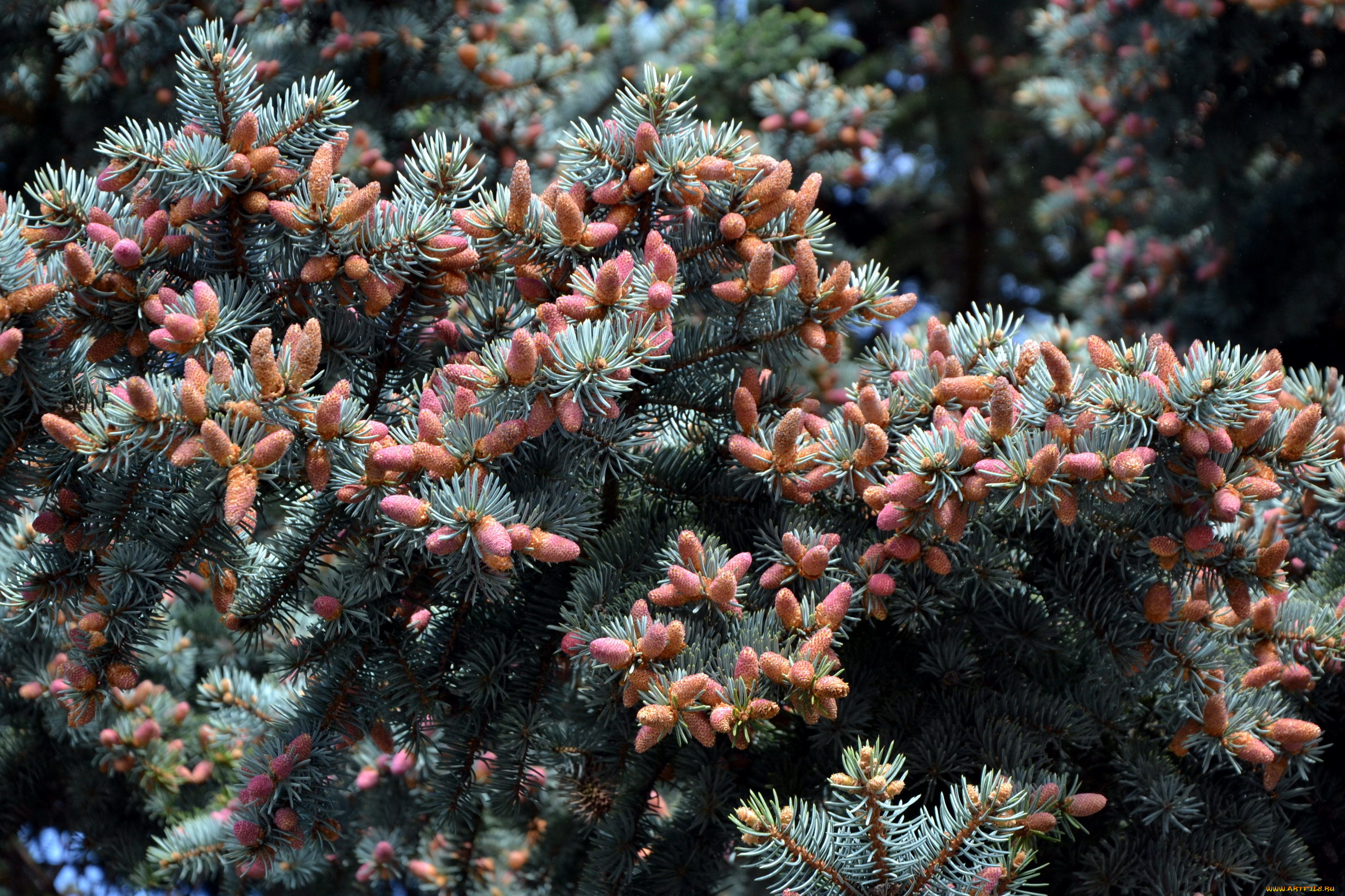 природа, шишки, , жёлуди, , каштаны, весна