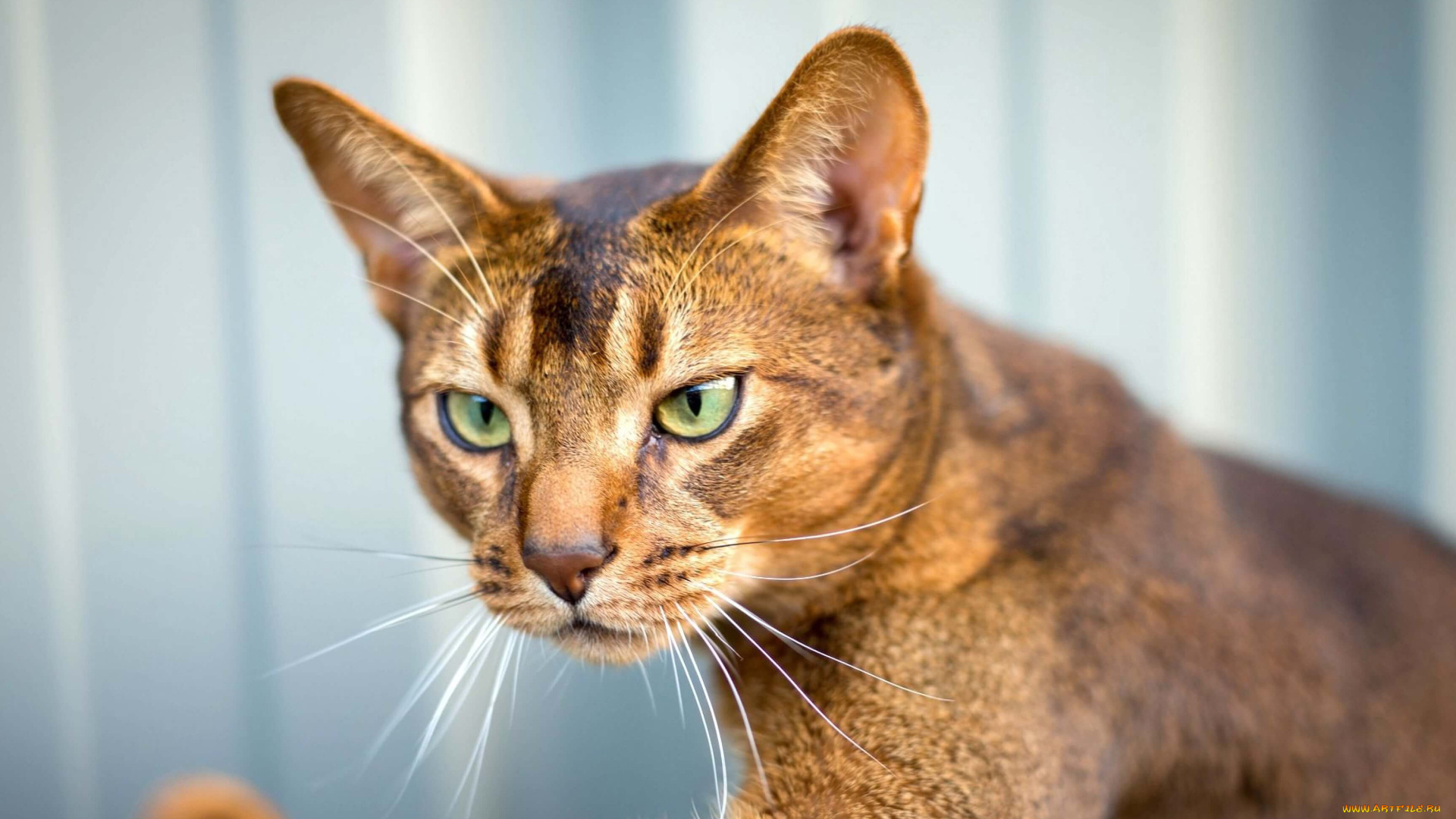 абиссинская, кошка, животные, коты, домашние, крупный, план, абиссинская, кошка, морда