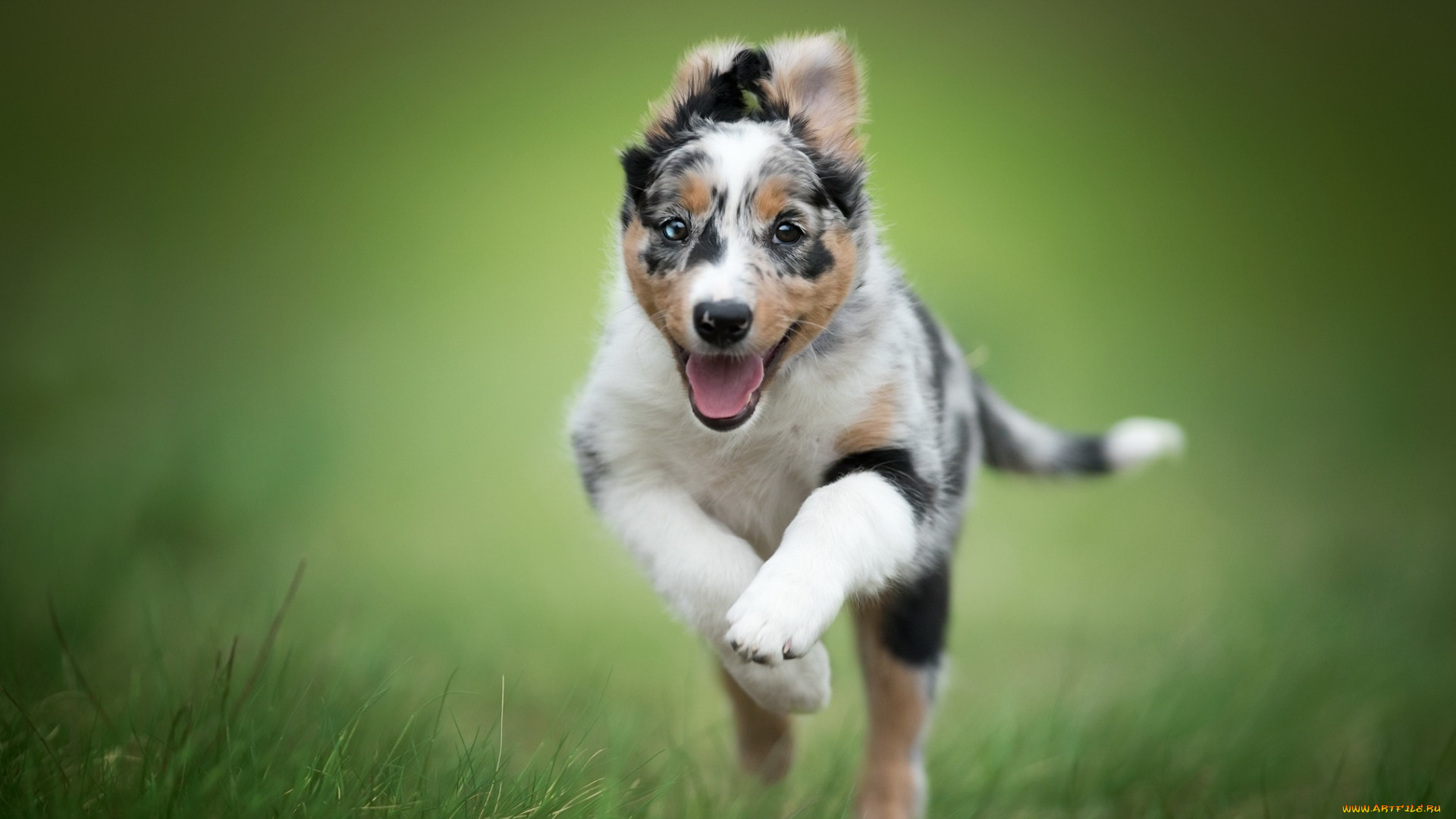 австралийская, овчарка, животные, собаки, домашние, милый, щенок, австралийская, овчарка, австралиец, бегущая, маленькая, собака