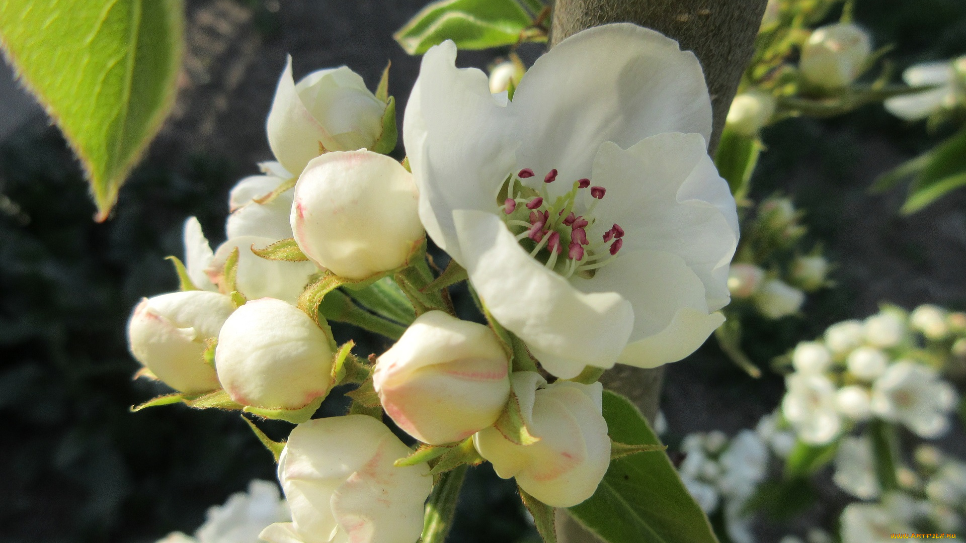 цветы, цветущие, деревья, , , кустарники, весна, 2018