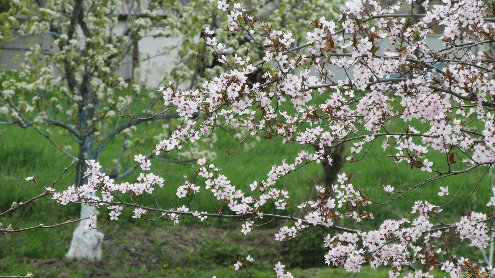 цветы, цветущие, деревья, , , кустарники, весна, 2018