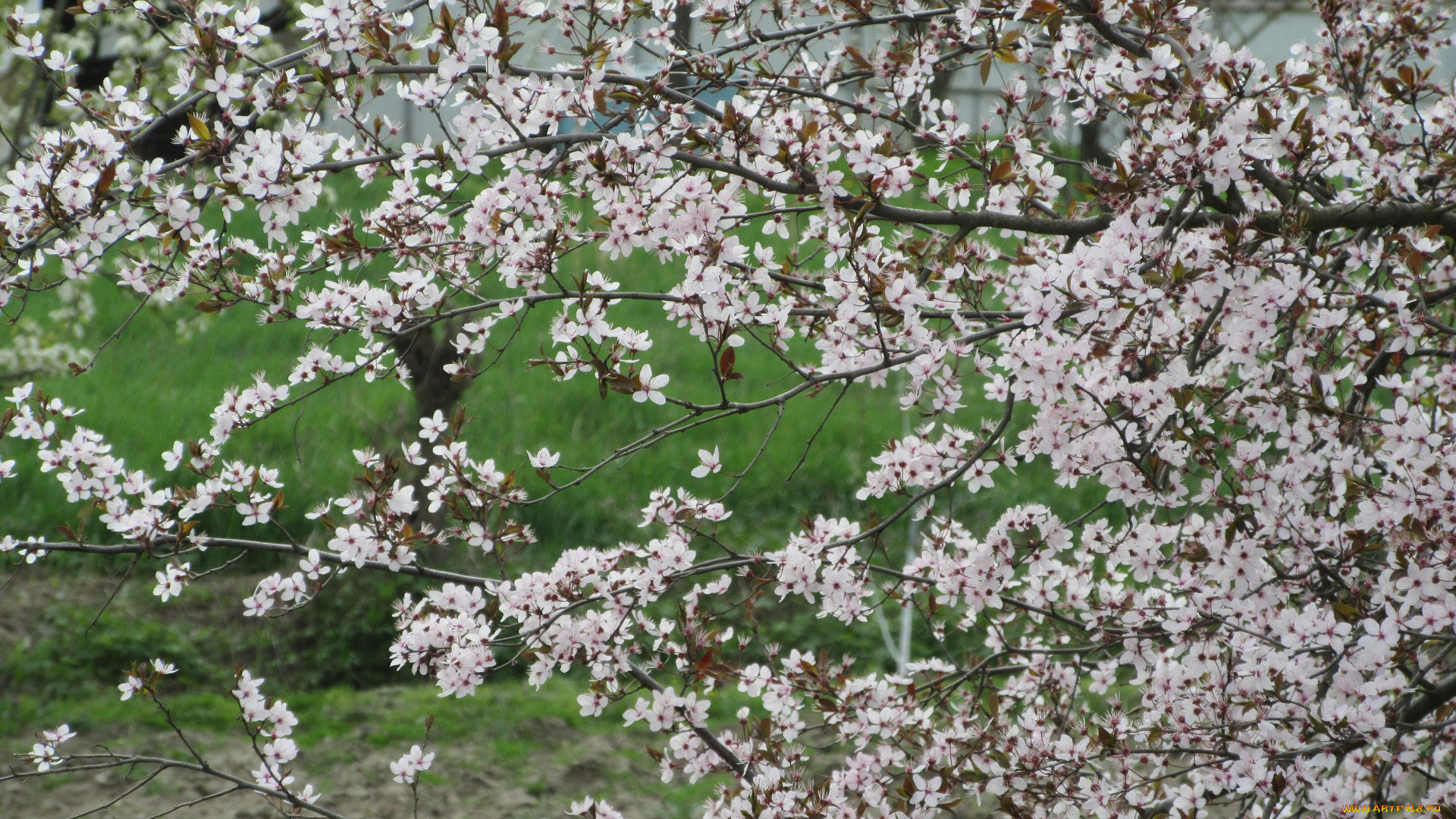 цветы, цветущие, деревья, , , кустарники, весна, 2018