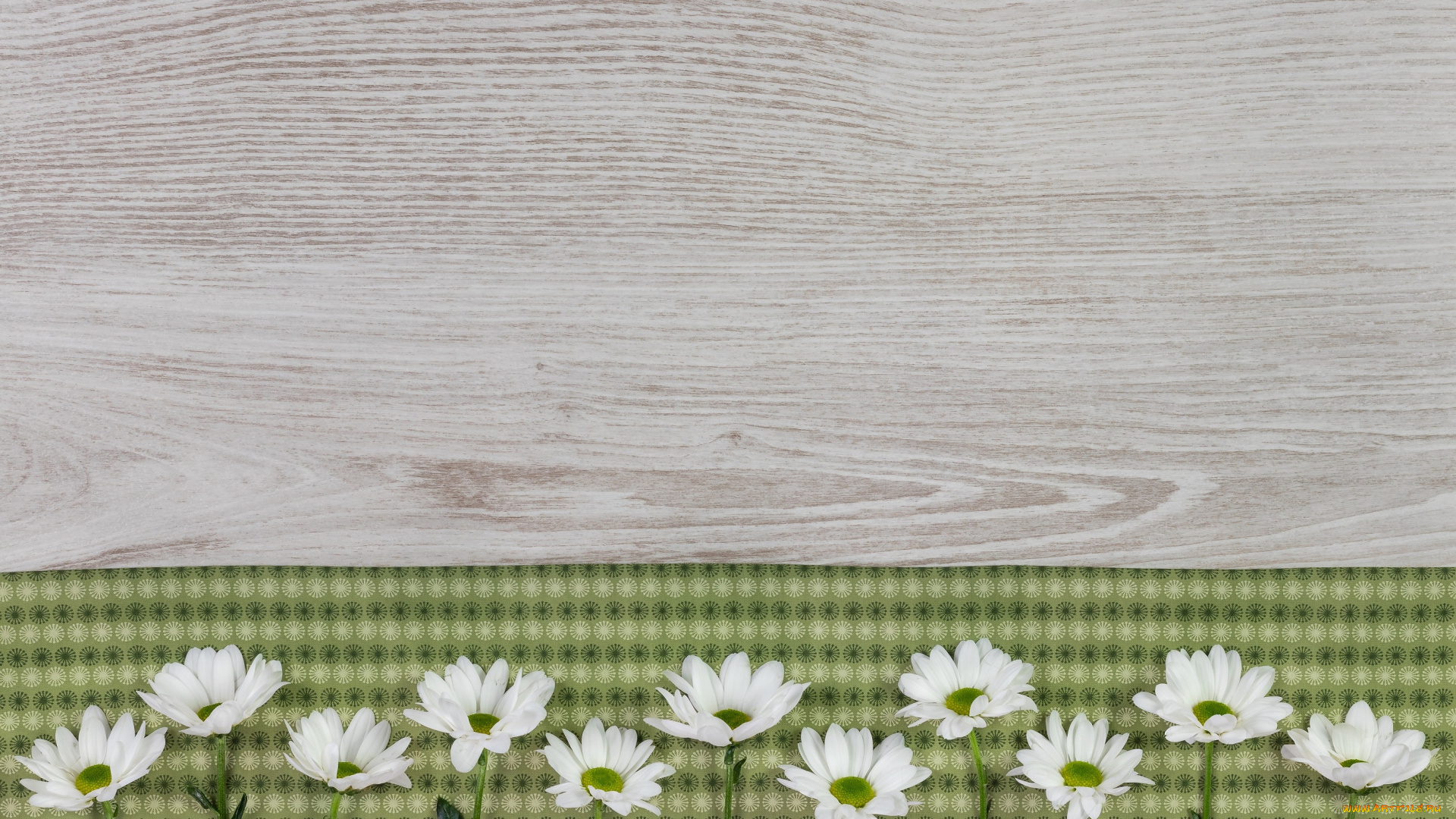 цветы, хризантемы, фон, ткань