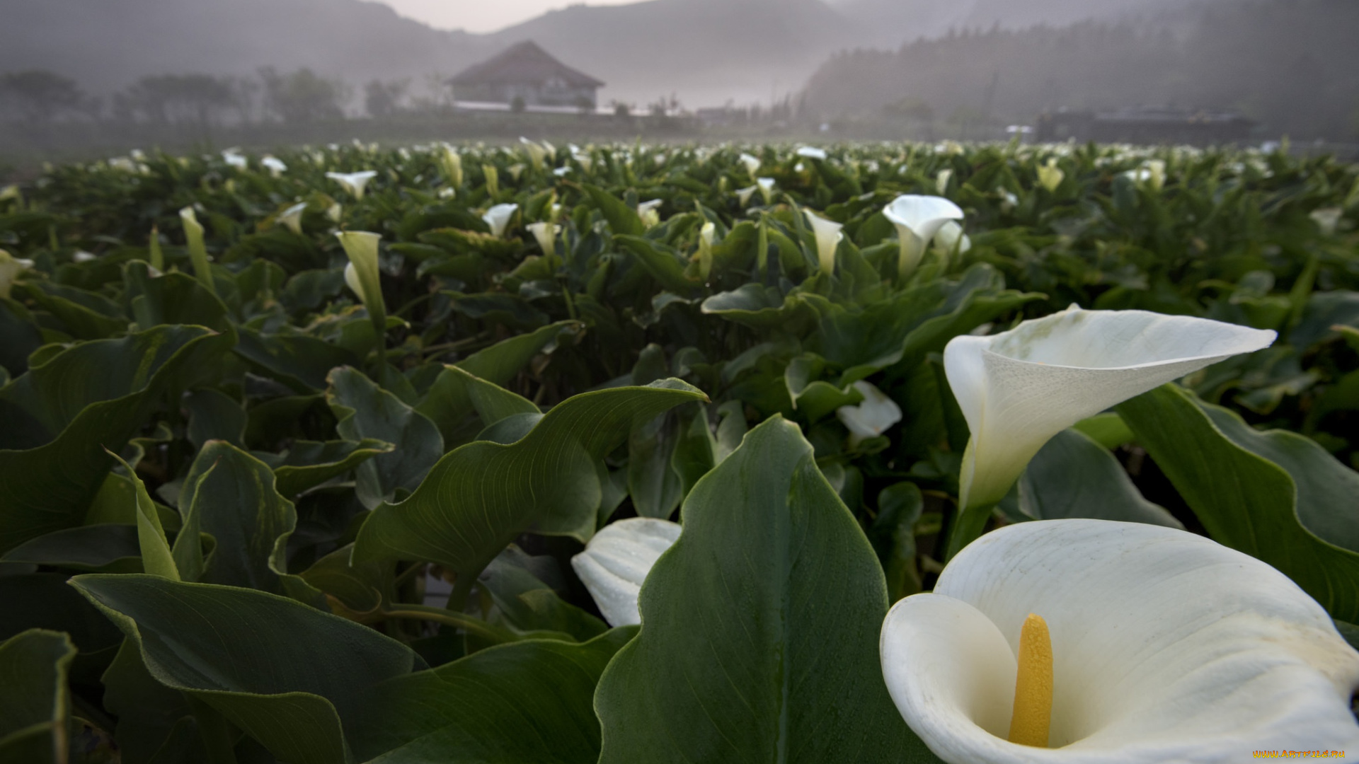 цветы, каллы, природа, поле