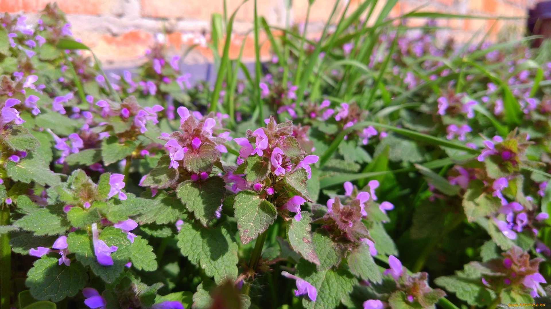 цветы, луговые, , полевые, , цветы, апрель, весна, 2018