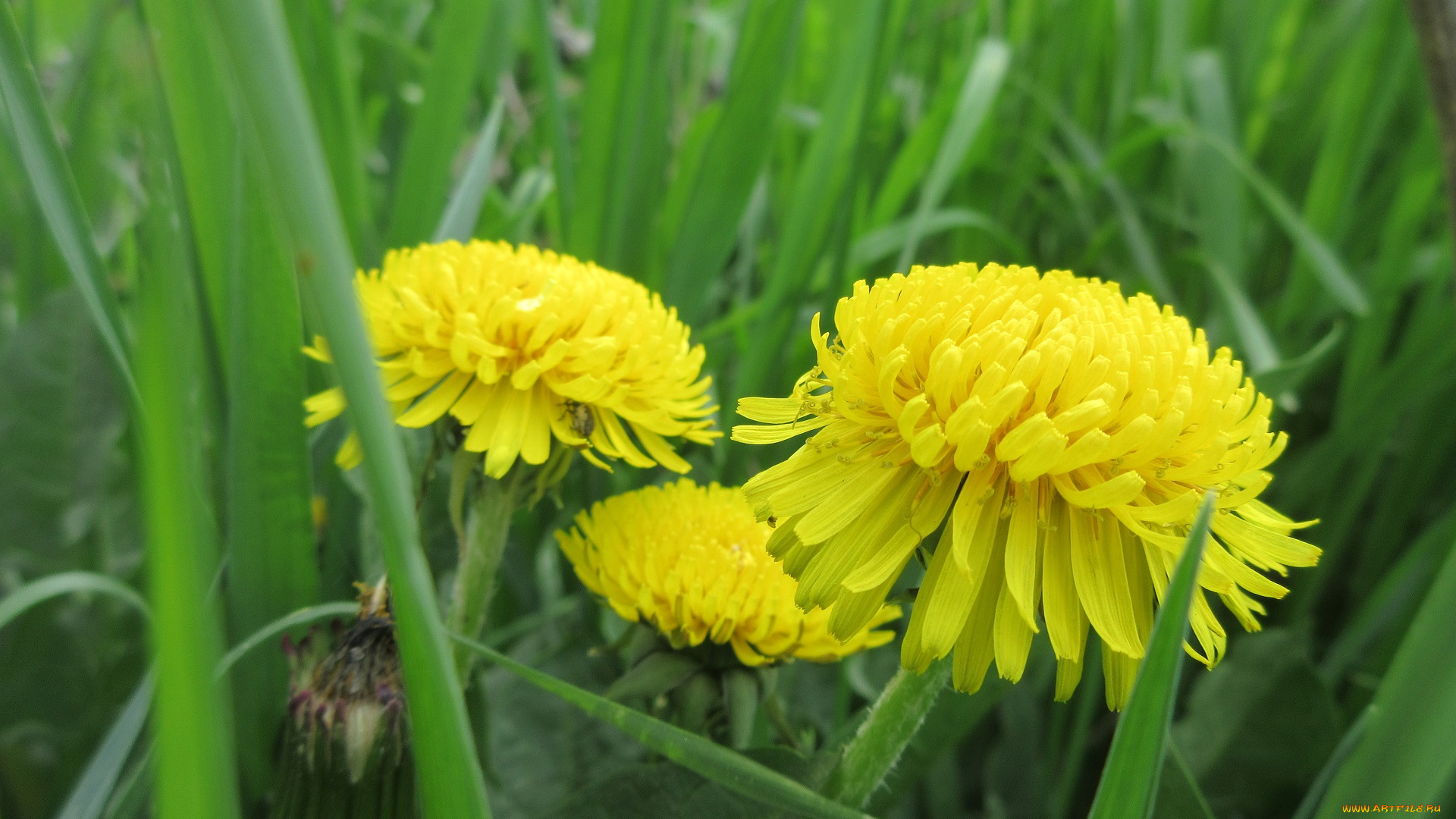 цветы, одуванчики, весна, 2018