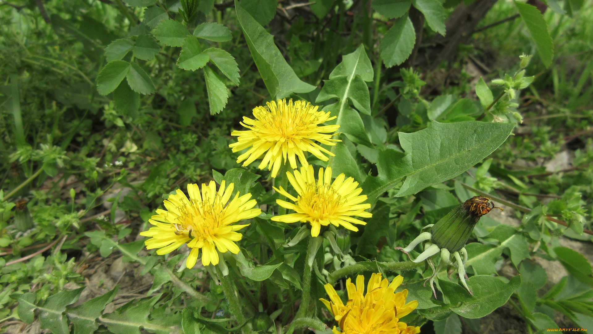 цветы, одуванчики, весна, 2018