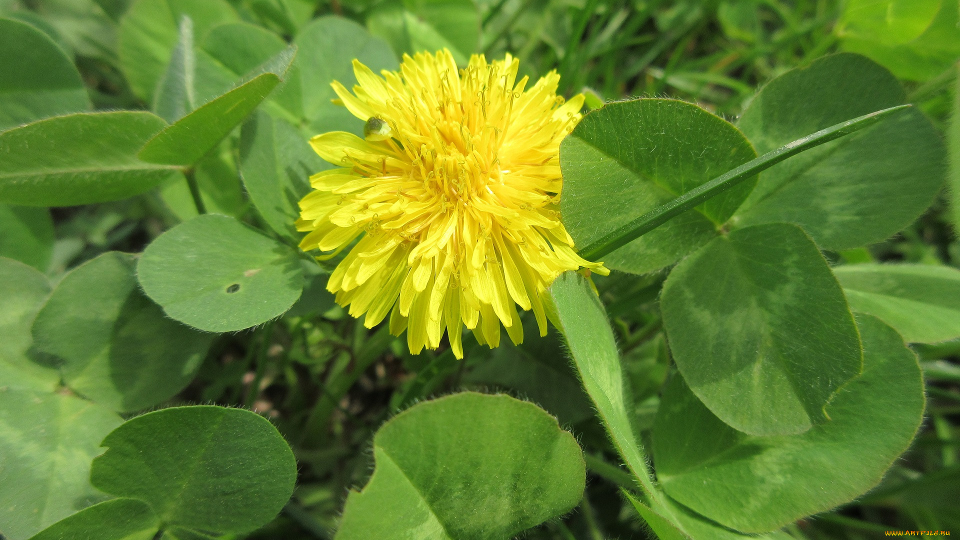 цветы, одуванчики, весна, 2018