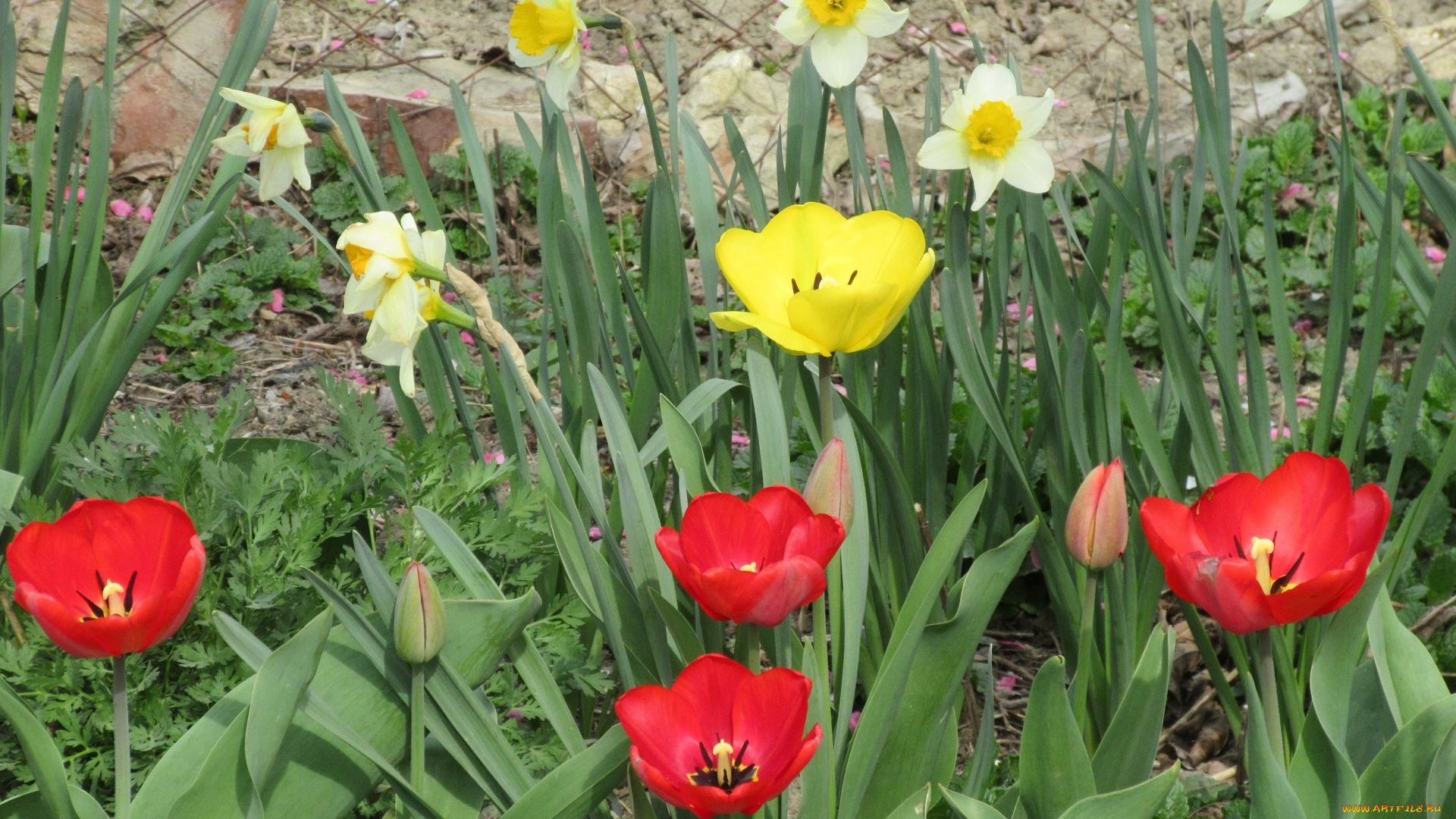 цветы, разные, вместе, весна, 2018