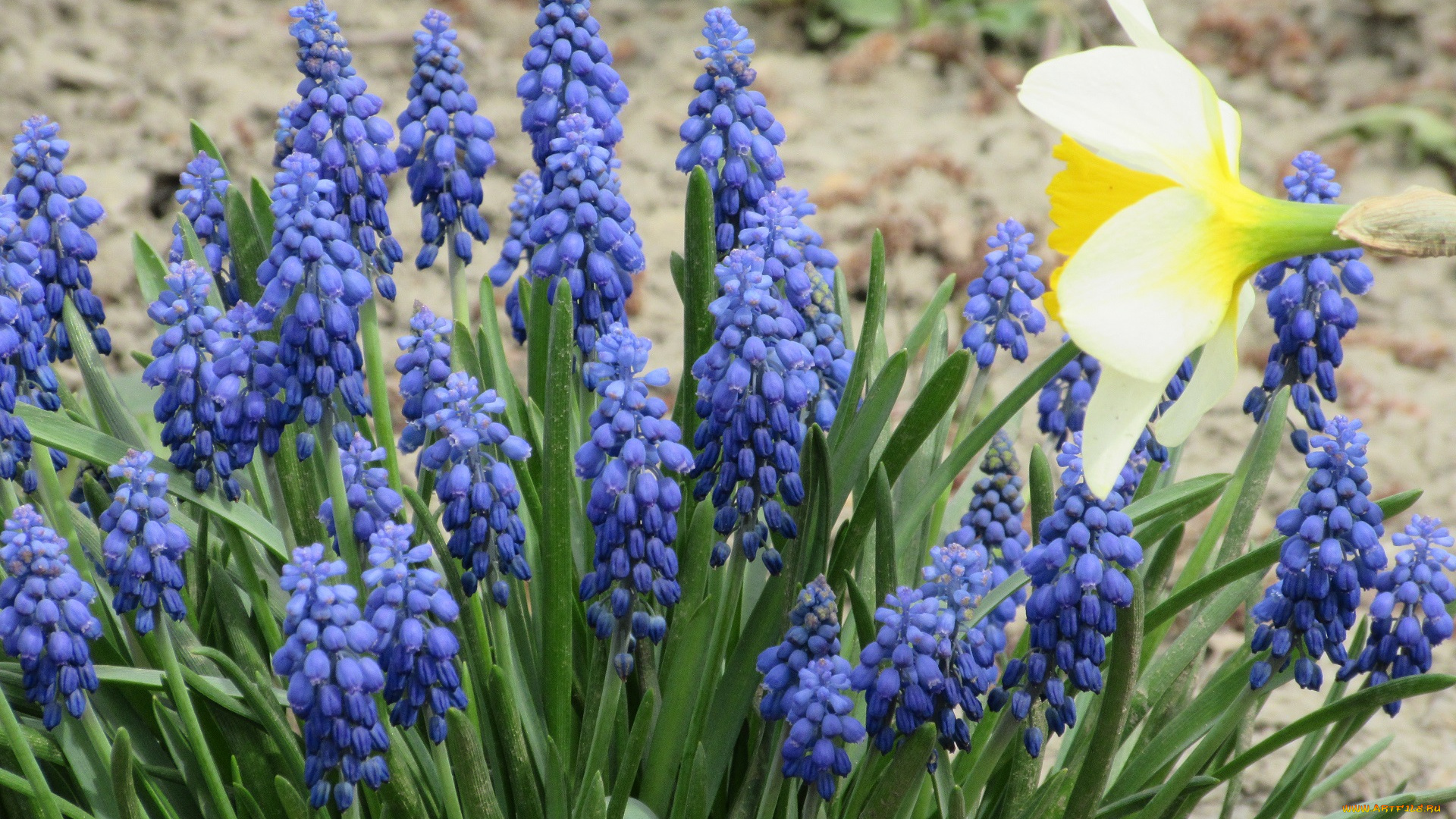 цветы, разные, вместе, весна, 2018