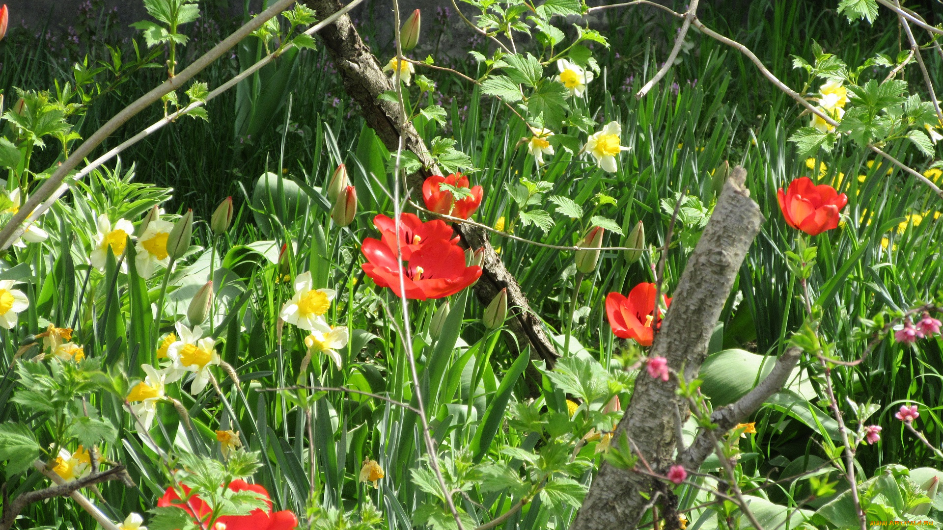 цветы, разные, вместе, весна, 2018