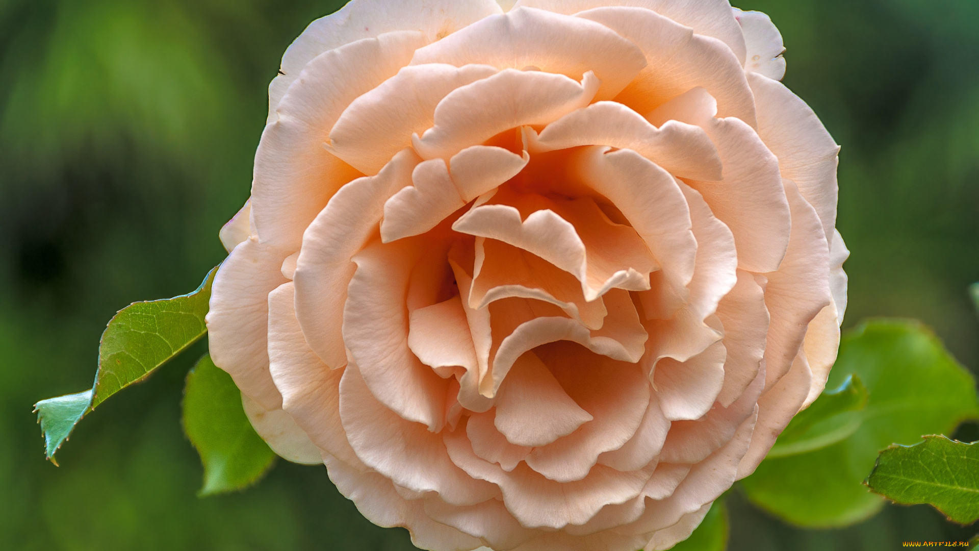 цветы, розы, роза, макро, лепестки