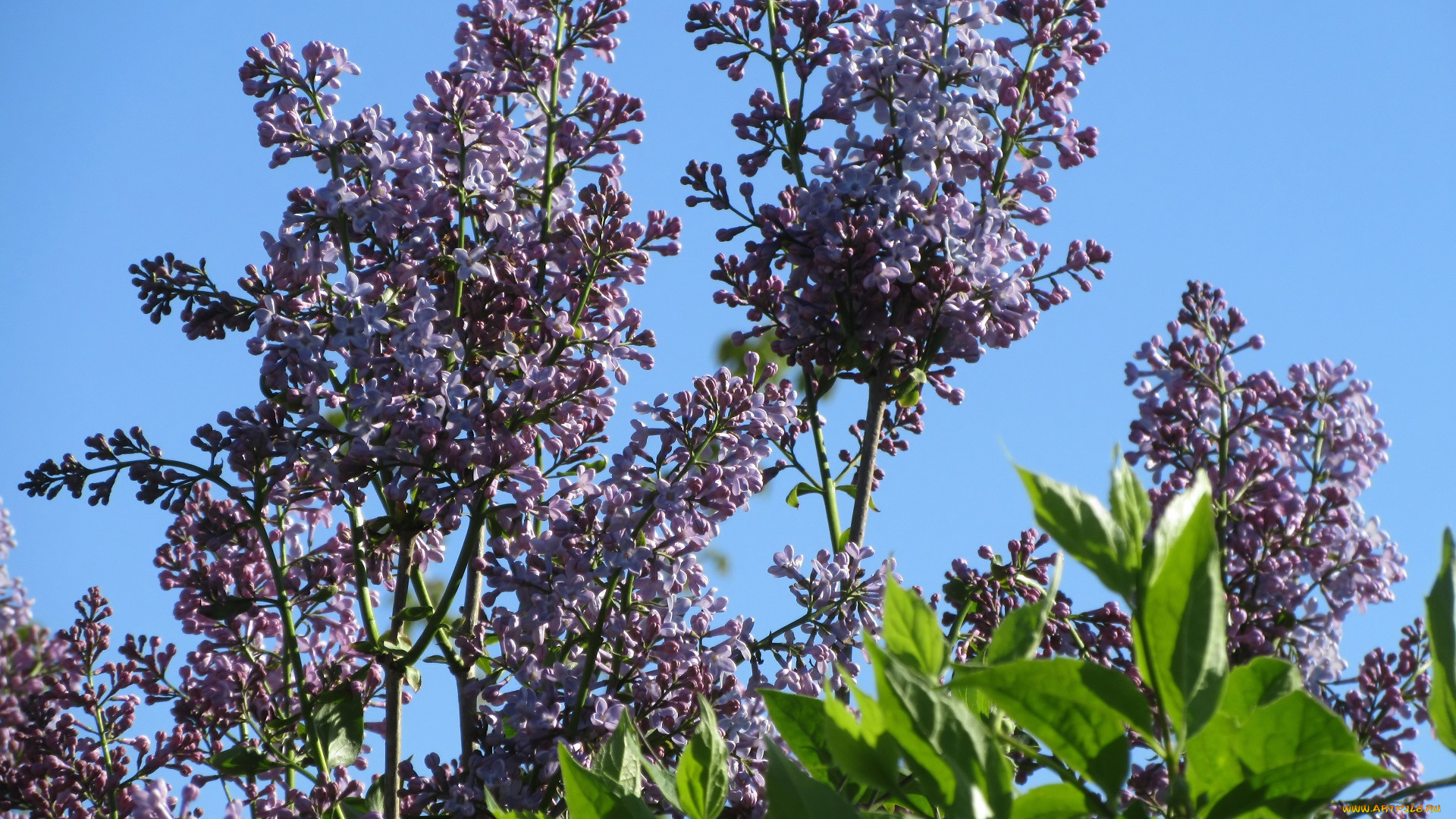 цветы, сирень, весна, 2018