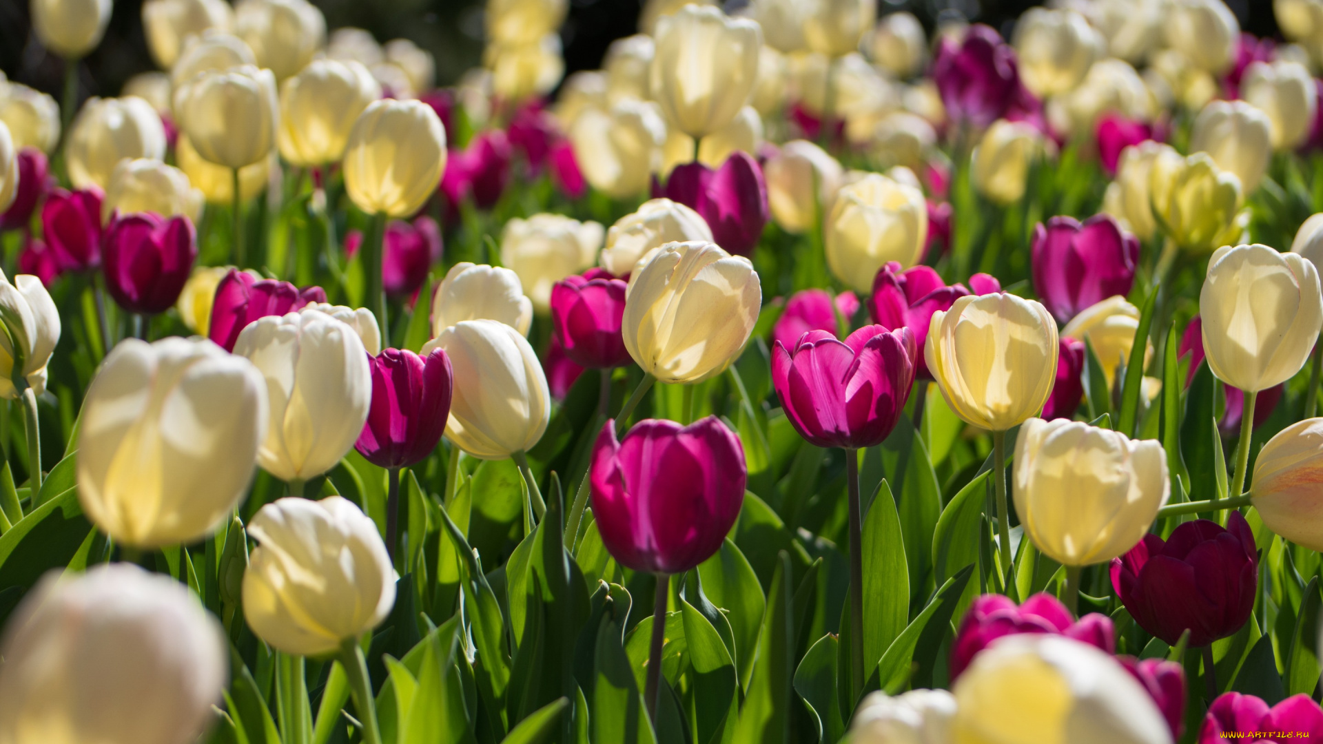 цветы, тюльпаны, бутоны, много