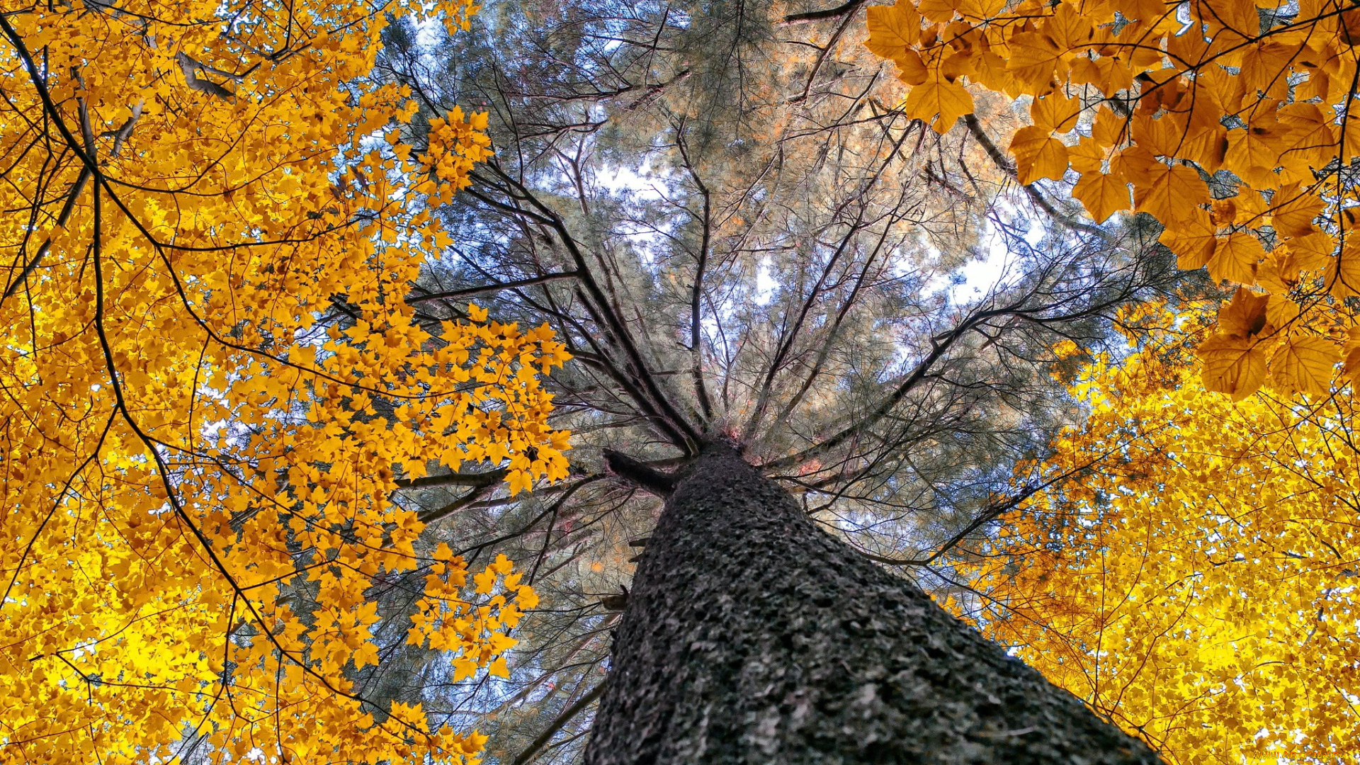 природа, деревья, крона