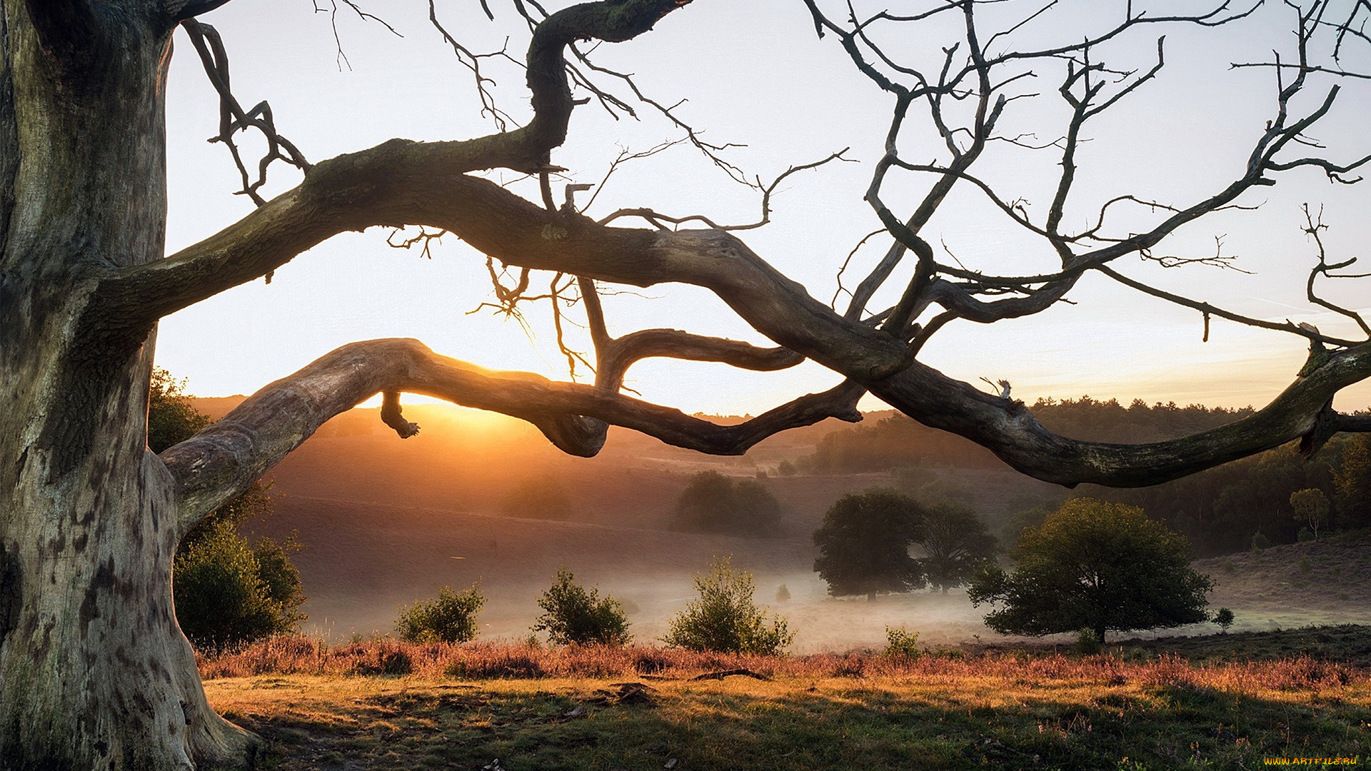 природа, деревья, ветки, ствол