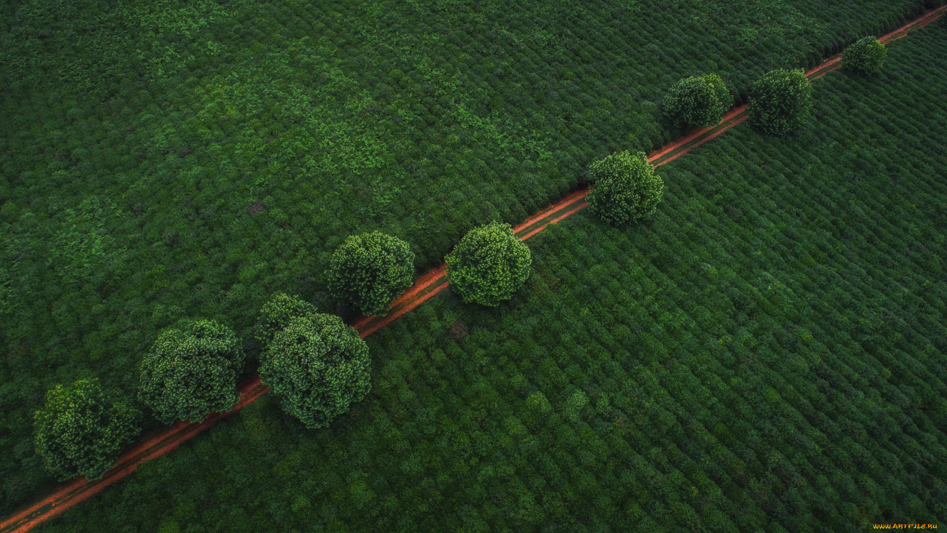 природа, дороги, дорога, деревья, поле