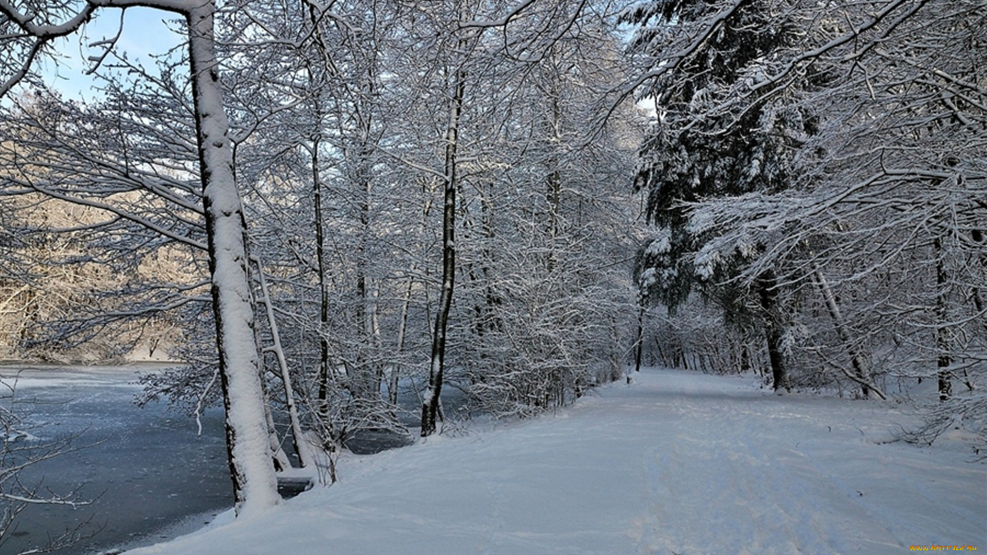 природа, зима, снег, лес