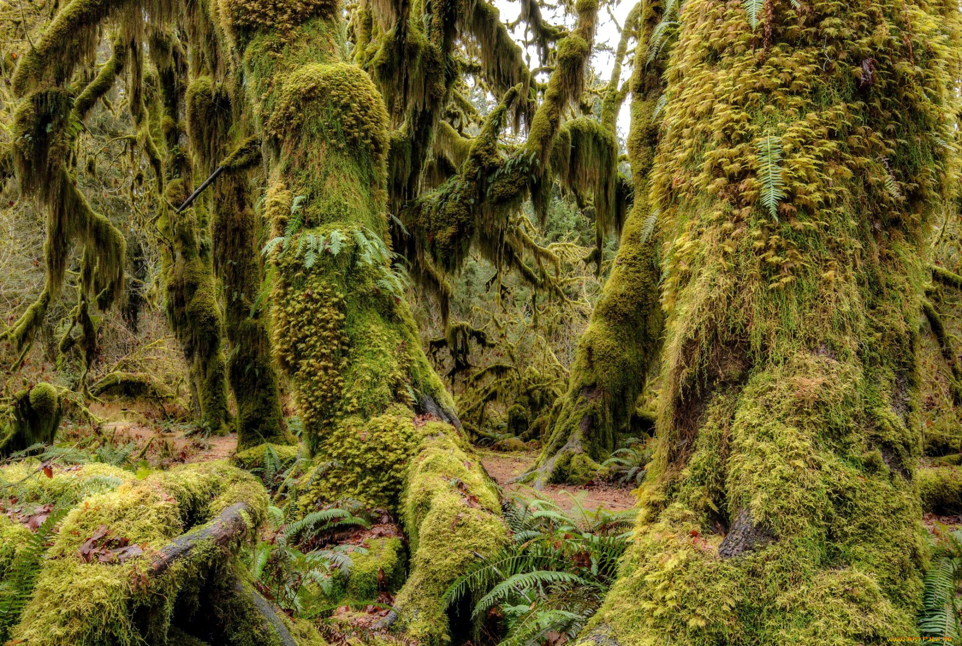 природа, деревья, стволы, мох