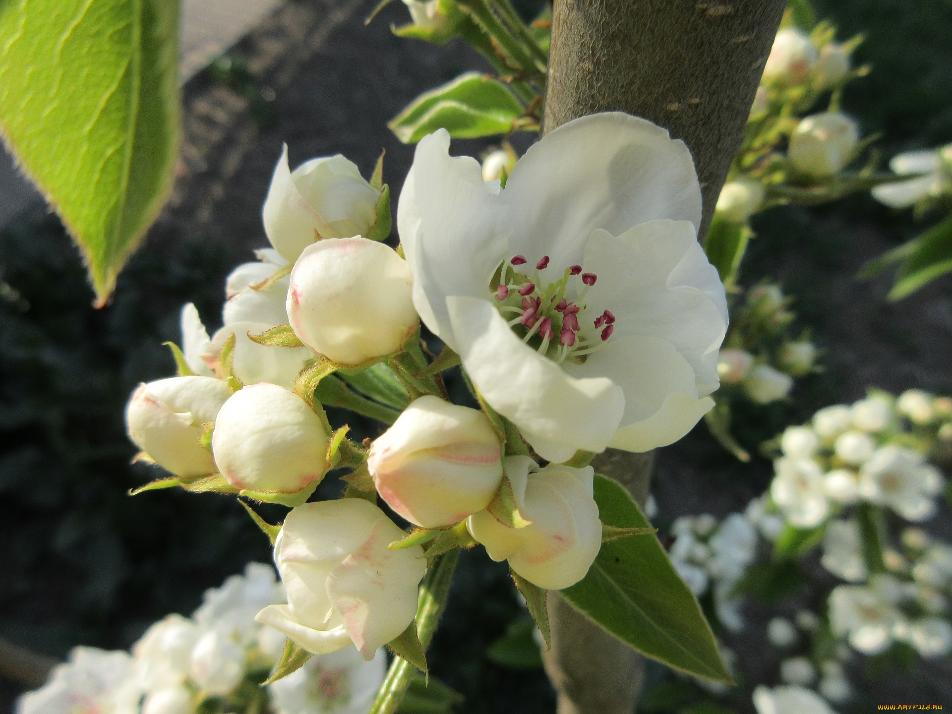 цветы, цветущие, деревья, , , кустарники, весна, 2018