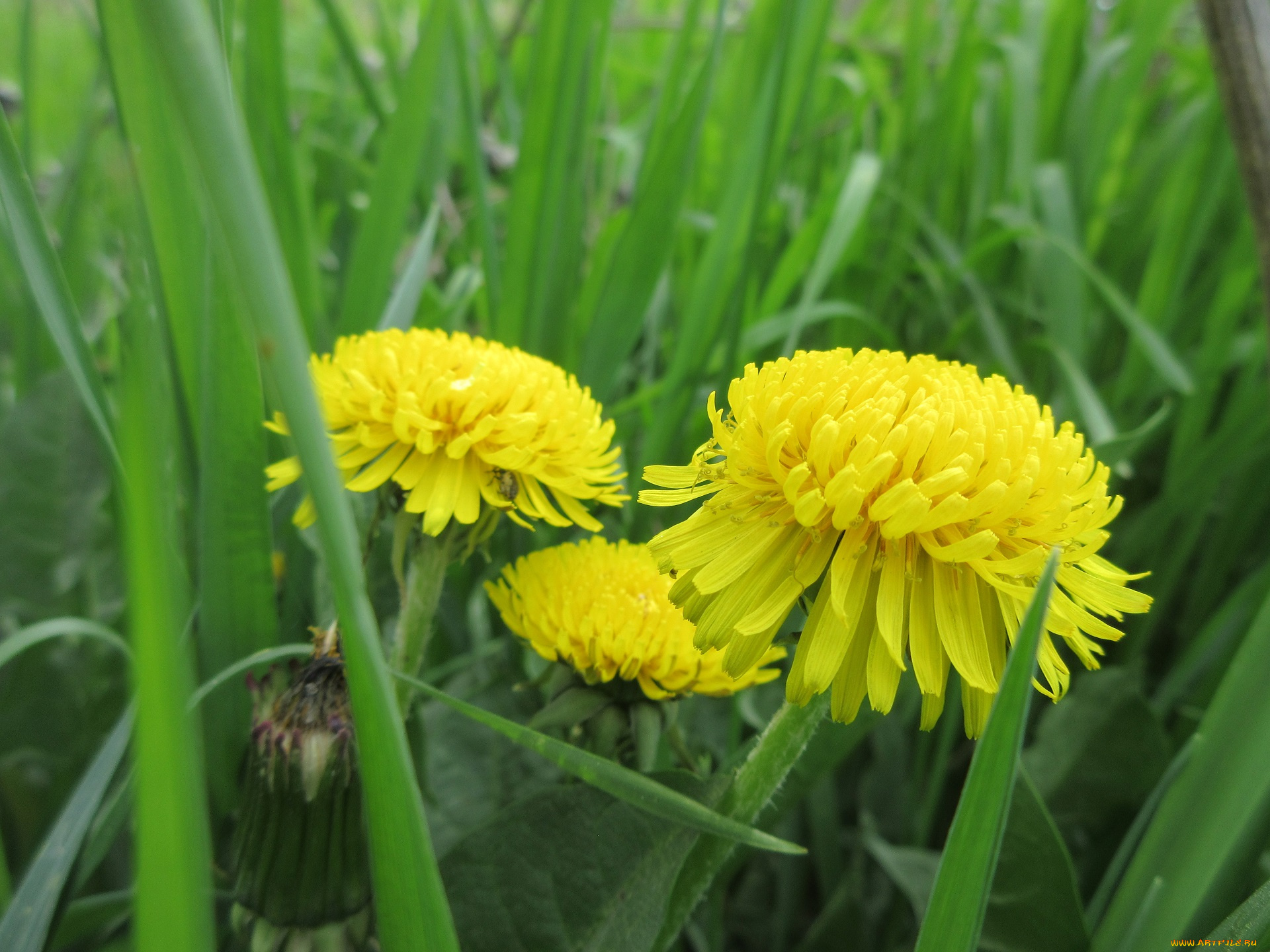 цветы, одуванчики, весна, 2018