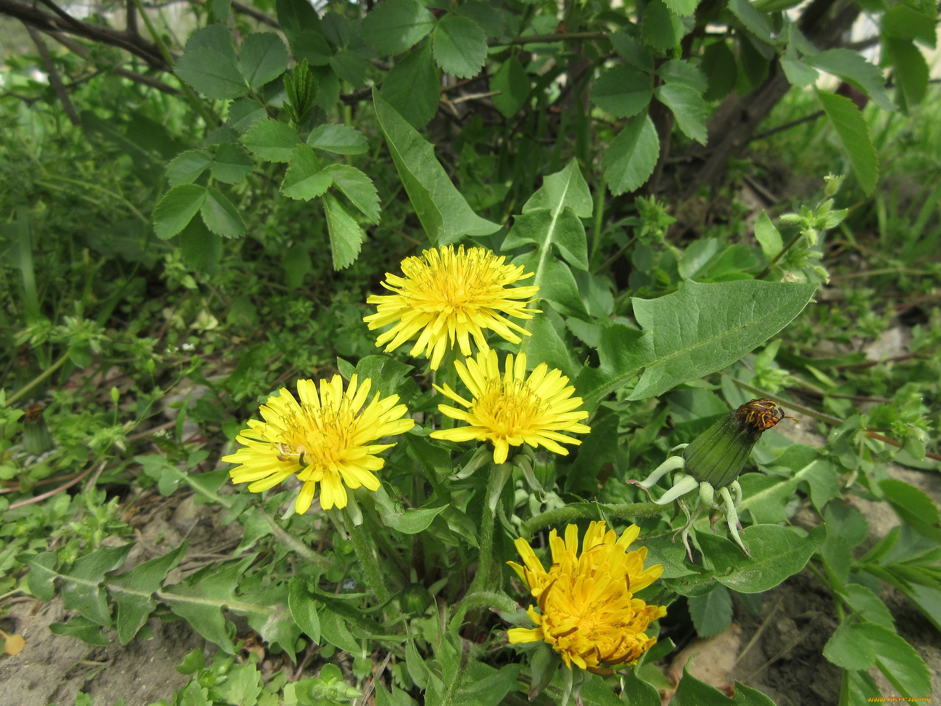 цветы, одуванчики, весна, 2018