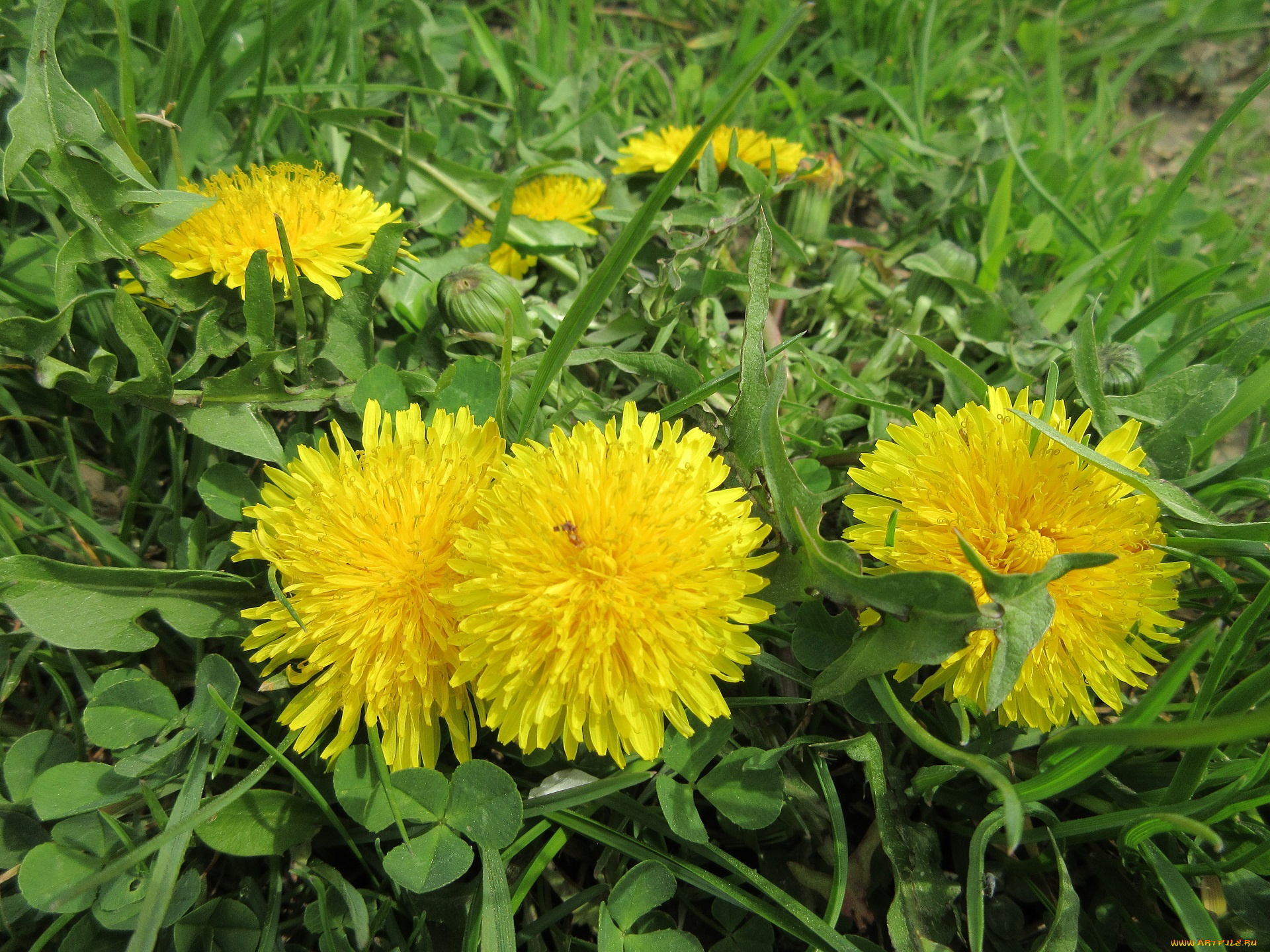 цветы, одуванчики, весна, 2018