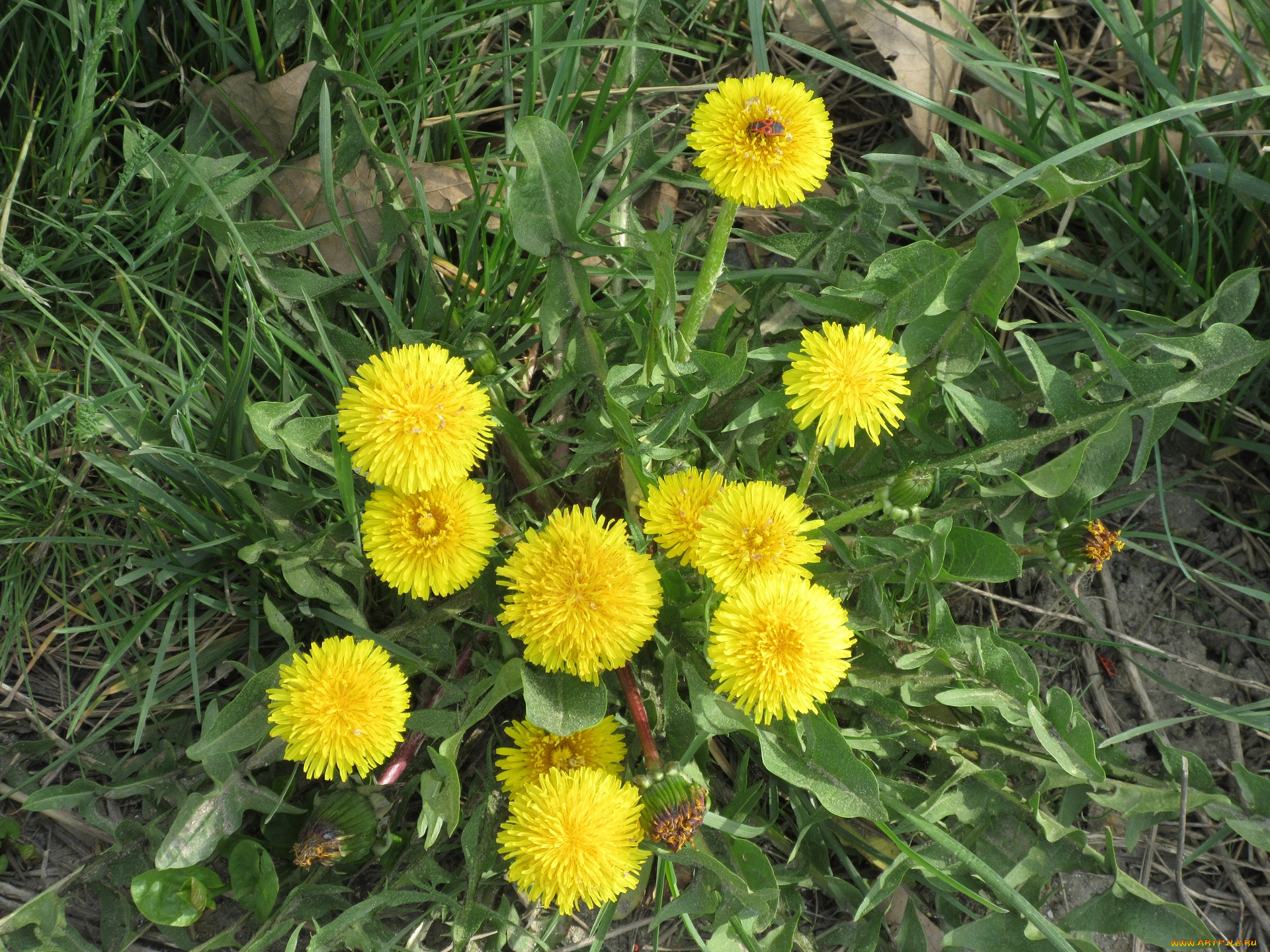 цветы, одуванчики, весна, 2018