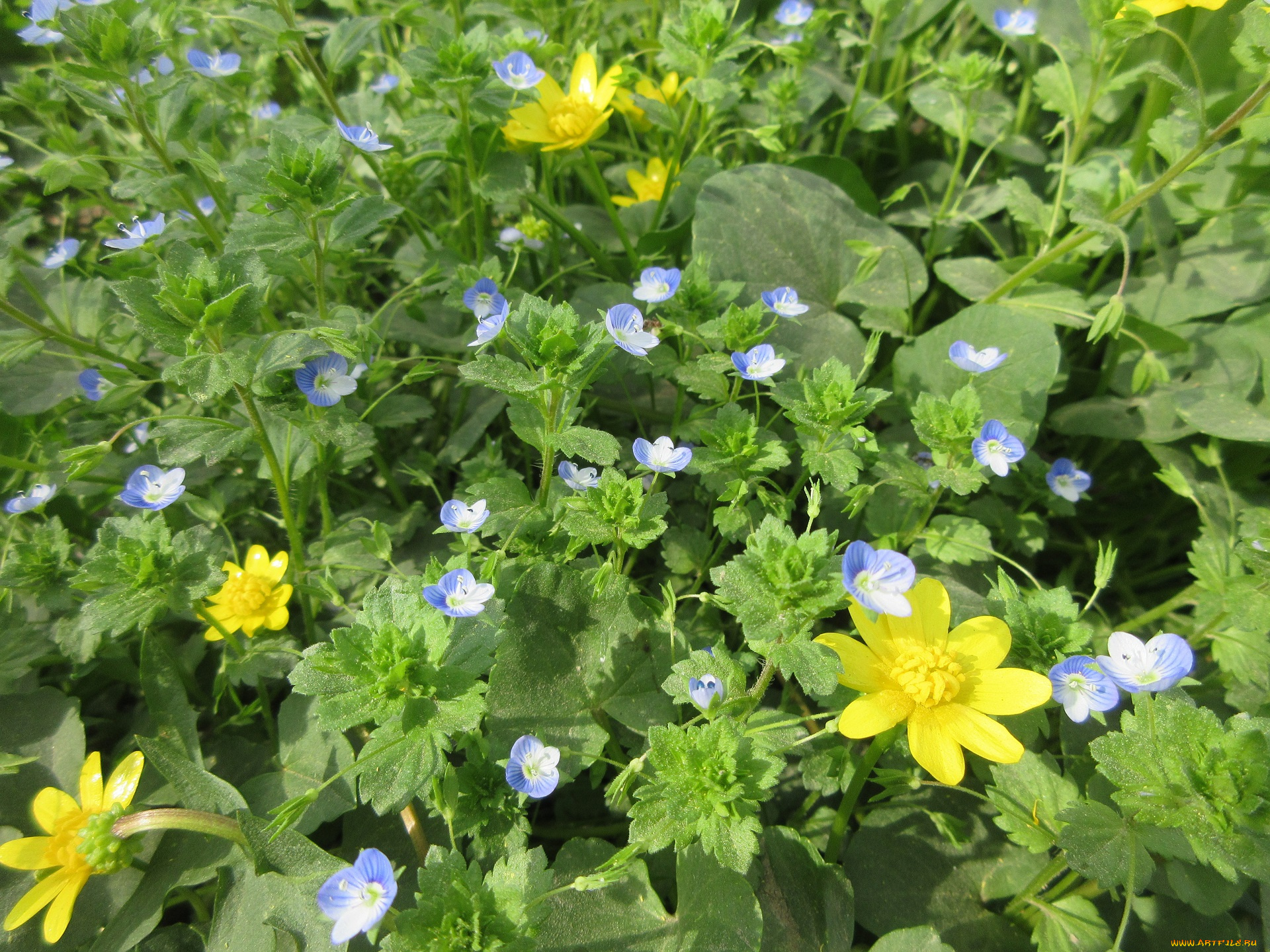 цветы, разные, вместе, весна, 2018