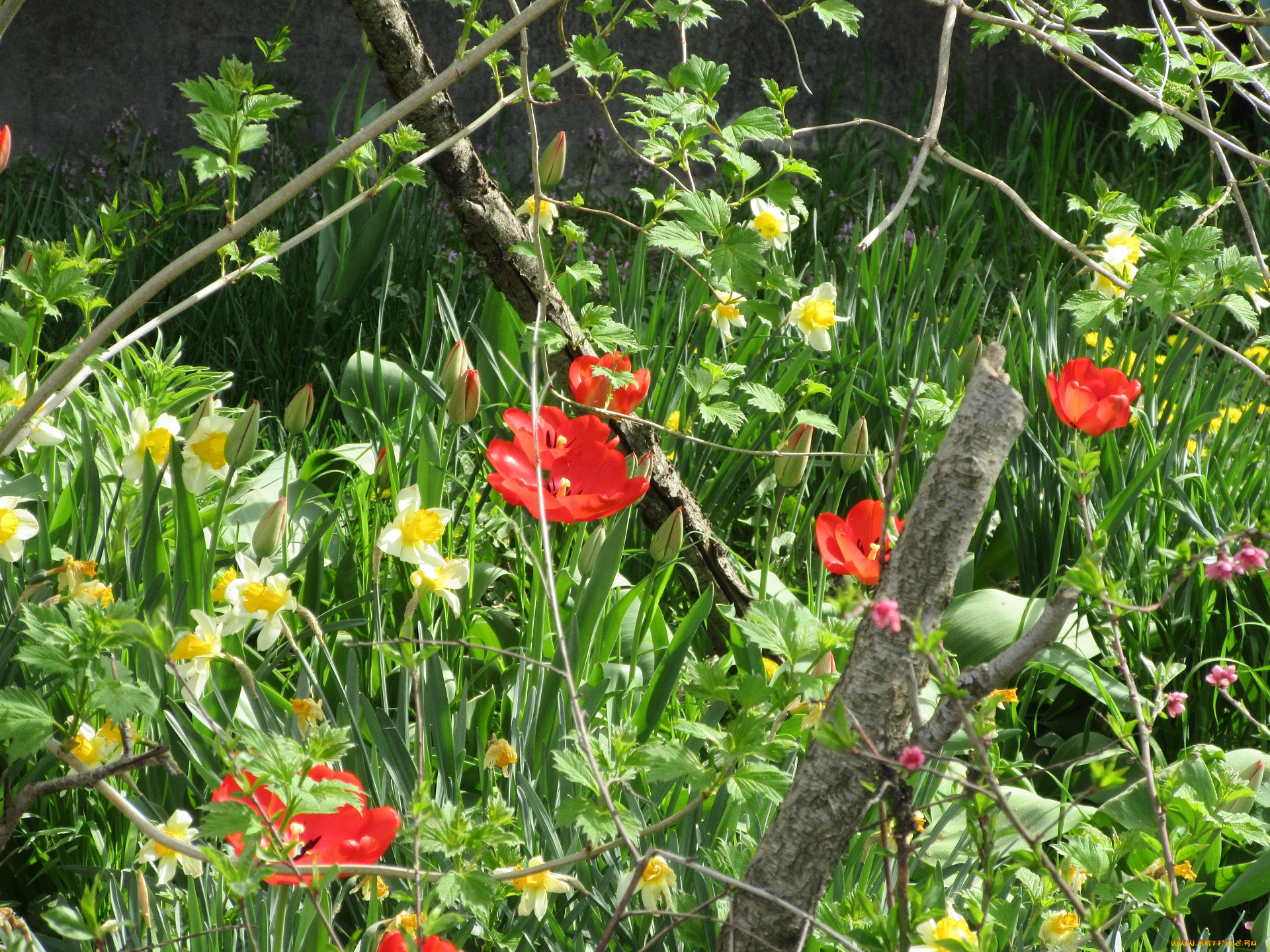 цветы, разные, вместе, весна, 2018