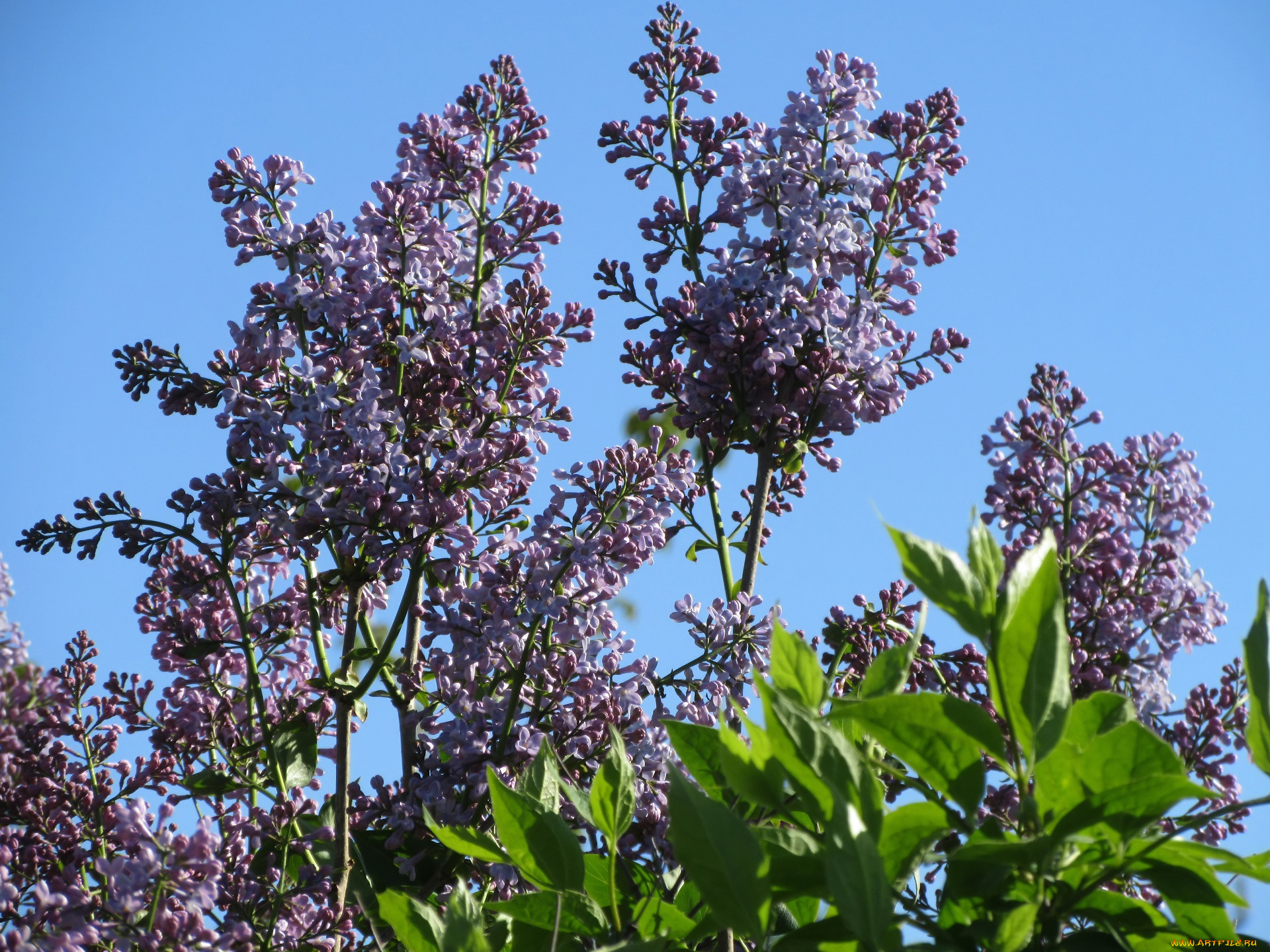 цветы, сирень, весна, 2018