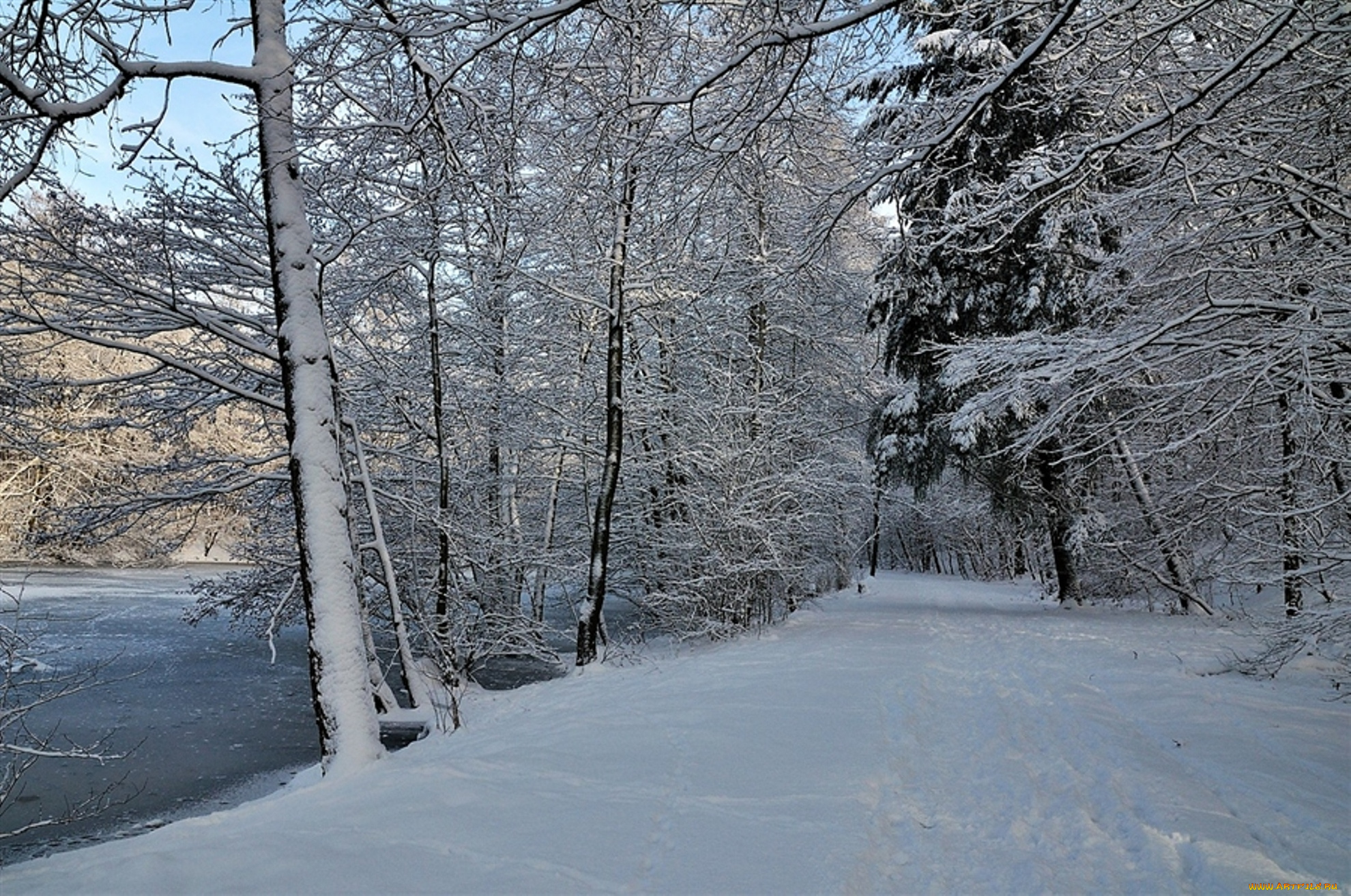 природа, зима, снег, лес